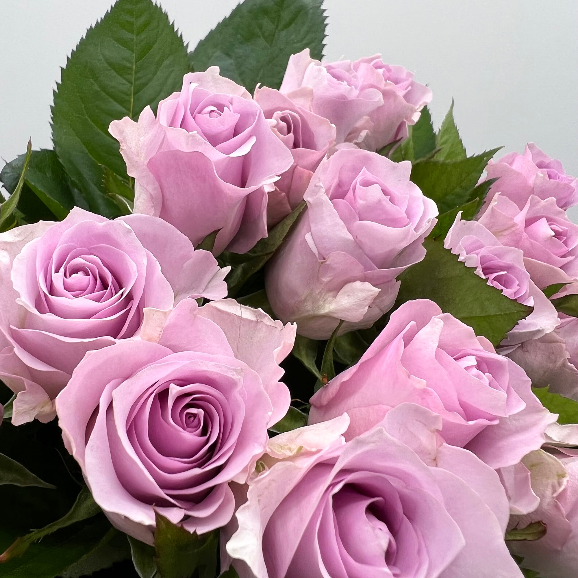 ＊やっちゃん様お取置き＊ミルキークォーツ　薔薇　マダガスカル産パープルローズ やっちゃん様お取置き＊ミルキークォーツ 薔薇 マダガスカル産パープル