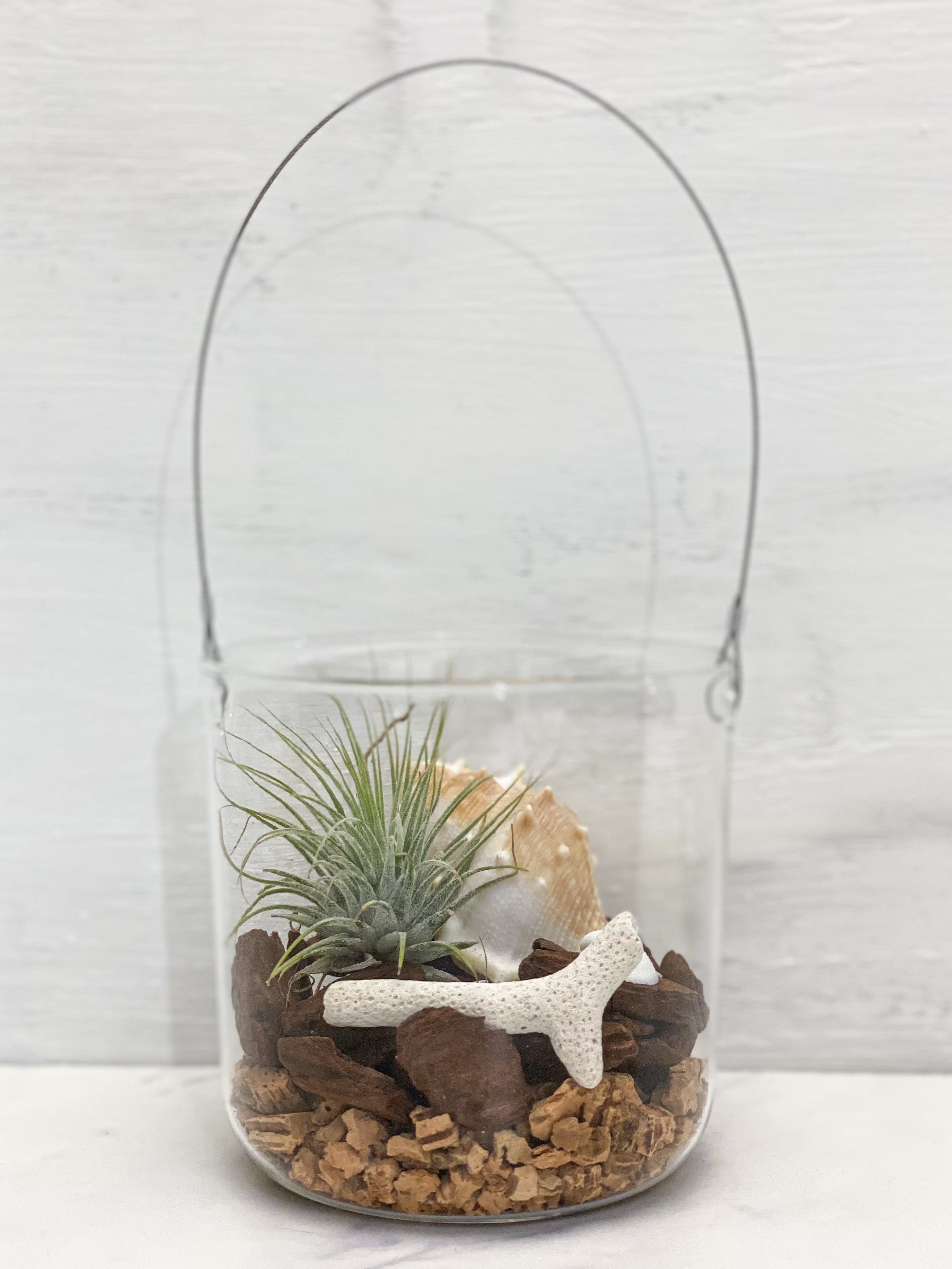 エアプランツが主役の吊るせるガラステラリウム | botanical life