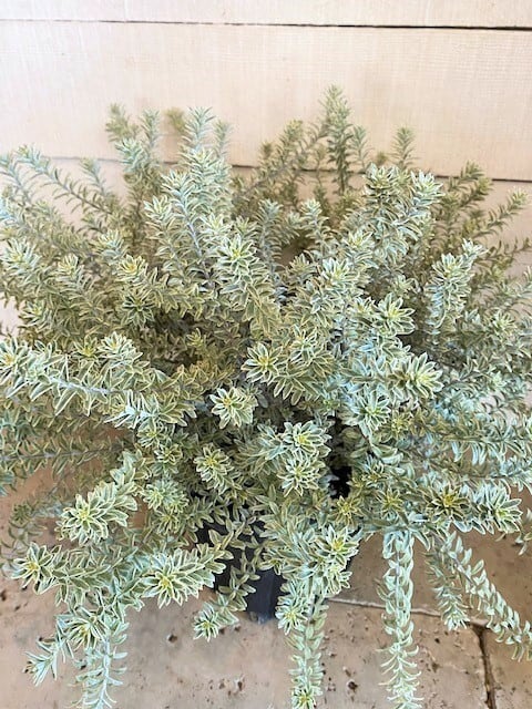 ウエストリンギア・スモーキーホワイト ※7号鉢サイズ（プラスチック