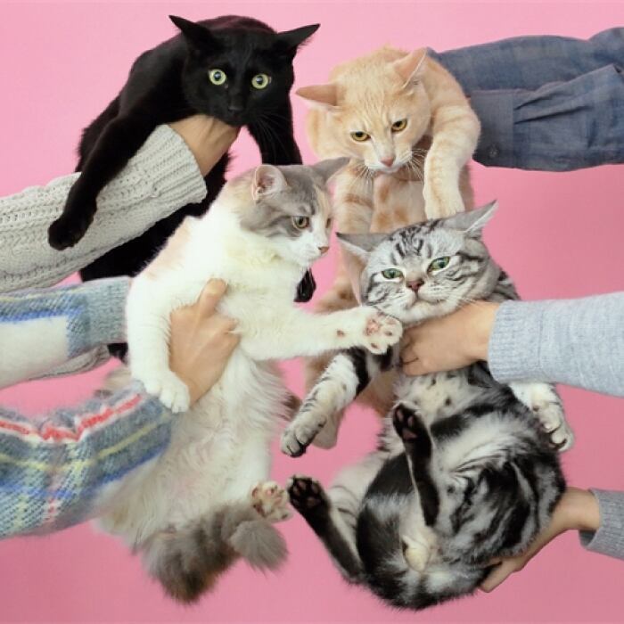 きのこ帝国 / 猫とアレルギー(Ltd Clear Pink 2LP)