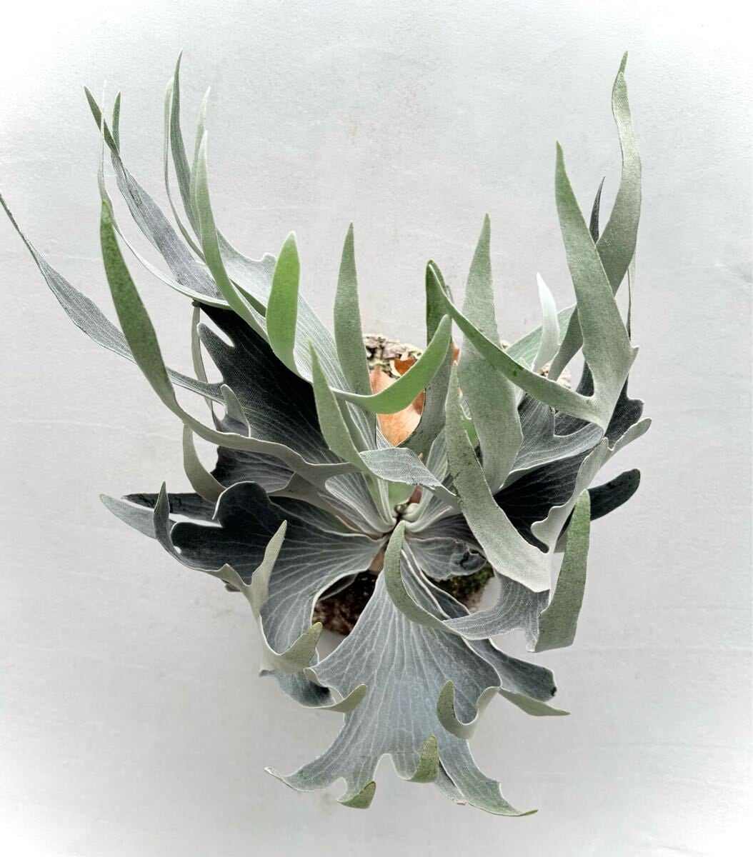 a) P. willinckii 'Elves' ビカクシダ ウィリンキー 'エルベス