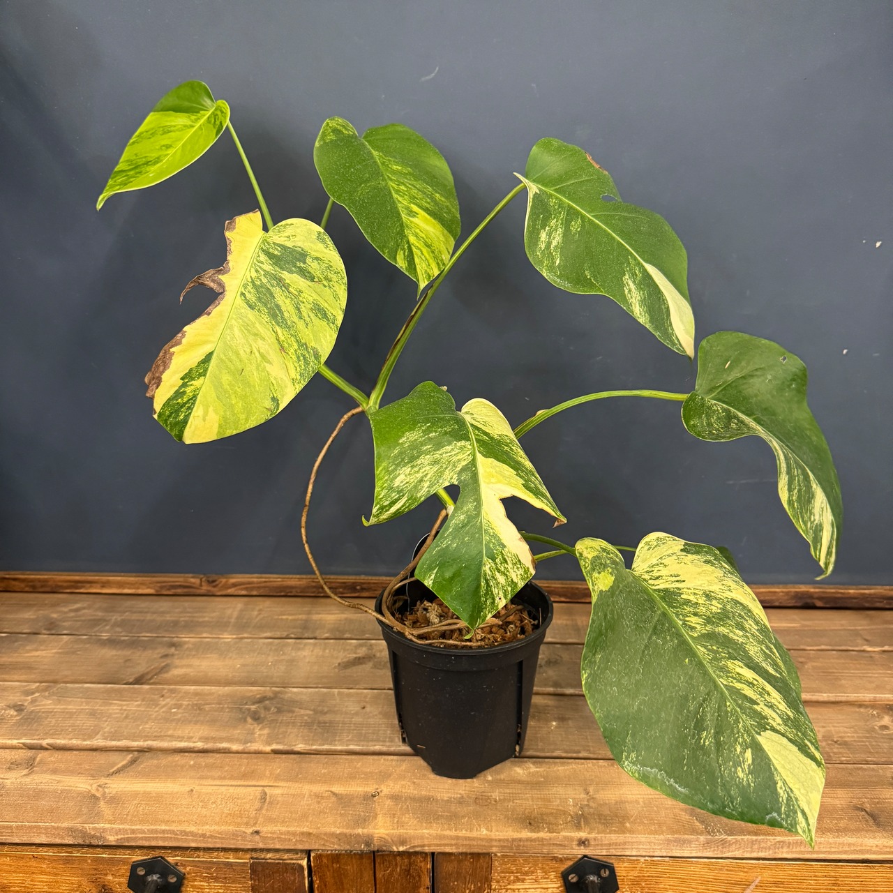 【クリアランス】モンステラ ボルシギアナ オーレア(黄斑)【1008】