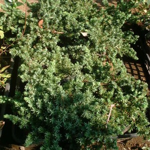 ブルーパシフィック（15㎝・18㎝ポット / 地植え）