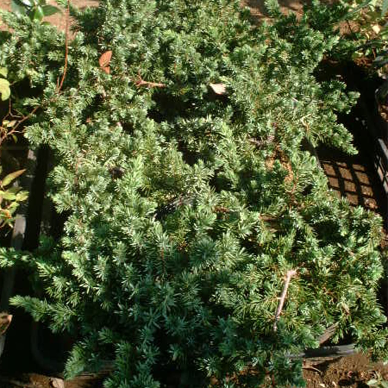 ブルーパシフィック（15㎝・18㎝ポット / 地植え）