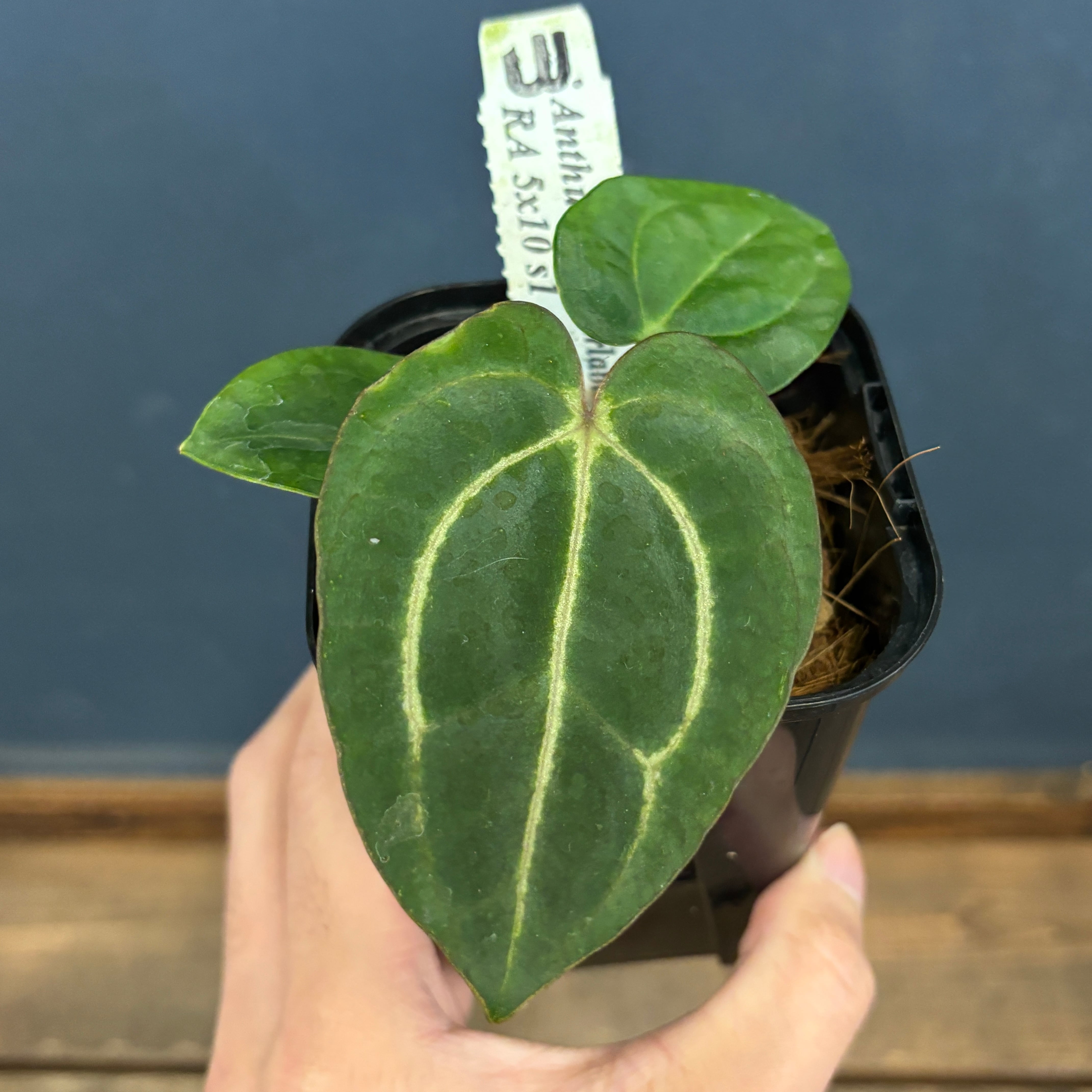 djsb.1418 超希少❗️原種アンスリウムレガレ 新葉展開中✨️ djsb.1418様専用 djsb.1418 超希少❗️原種アンスリウムレガレ 新葉