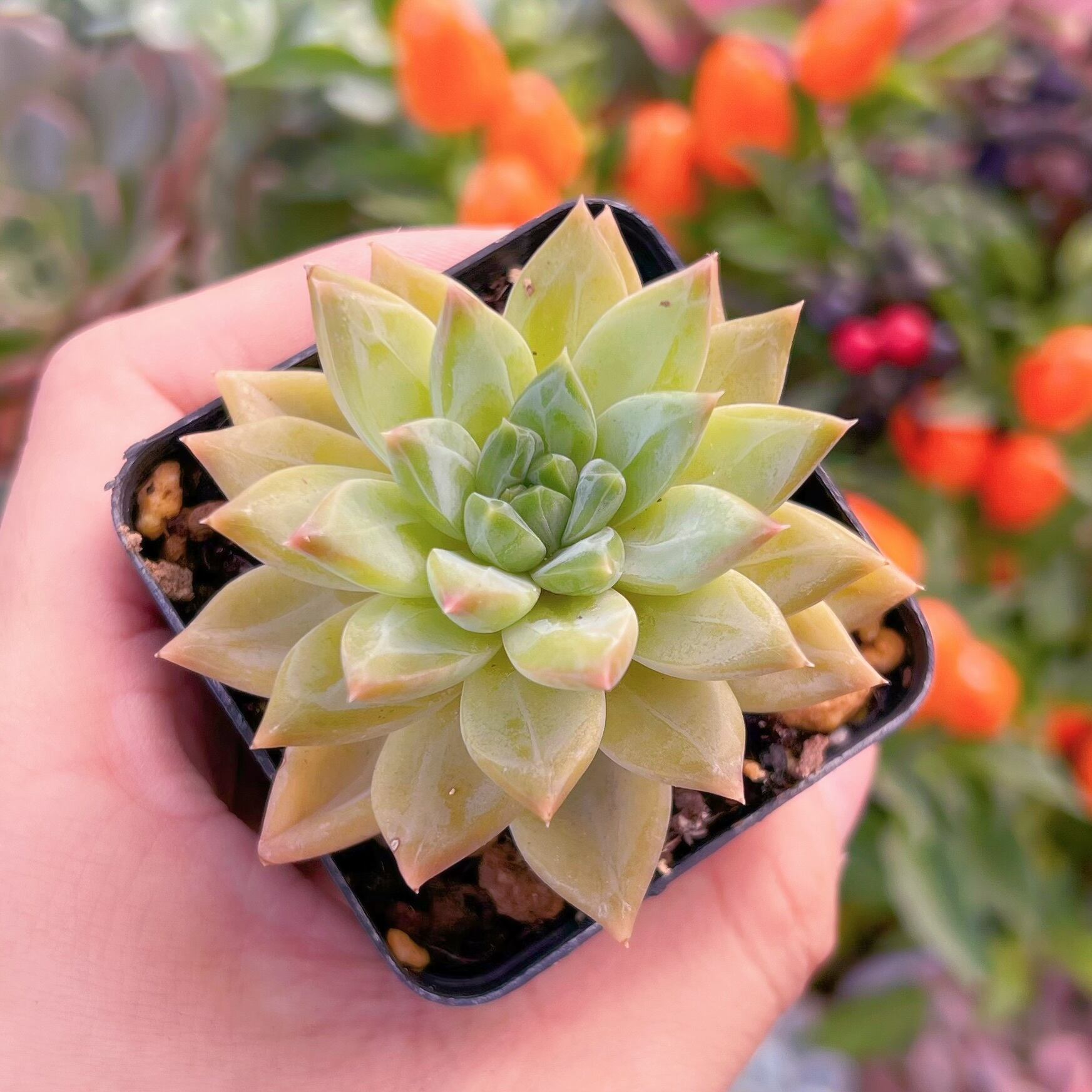 現物　隕石#639   古株   るる農園