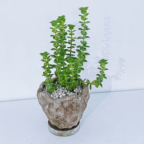 クラッスラ・南十字星 Crassula perforata