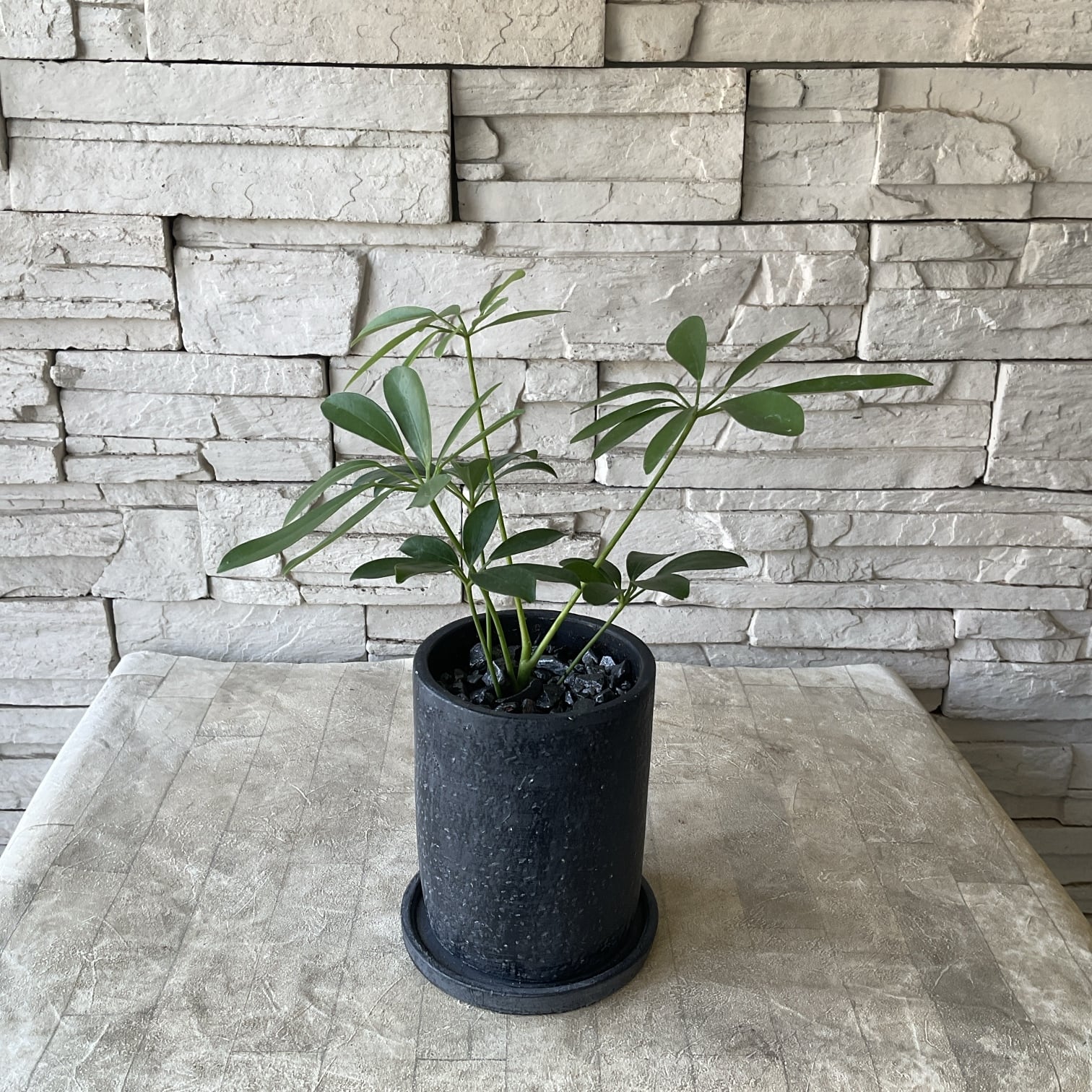 観葉植物】シェフレラ 陶器鉢植え | 橋本種苗園