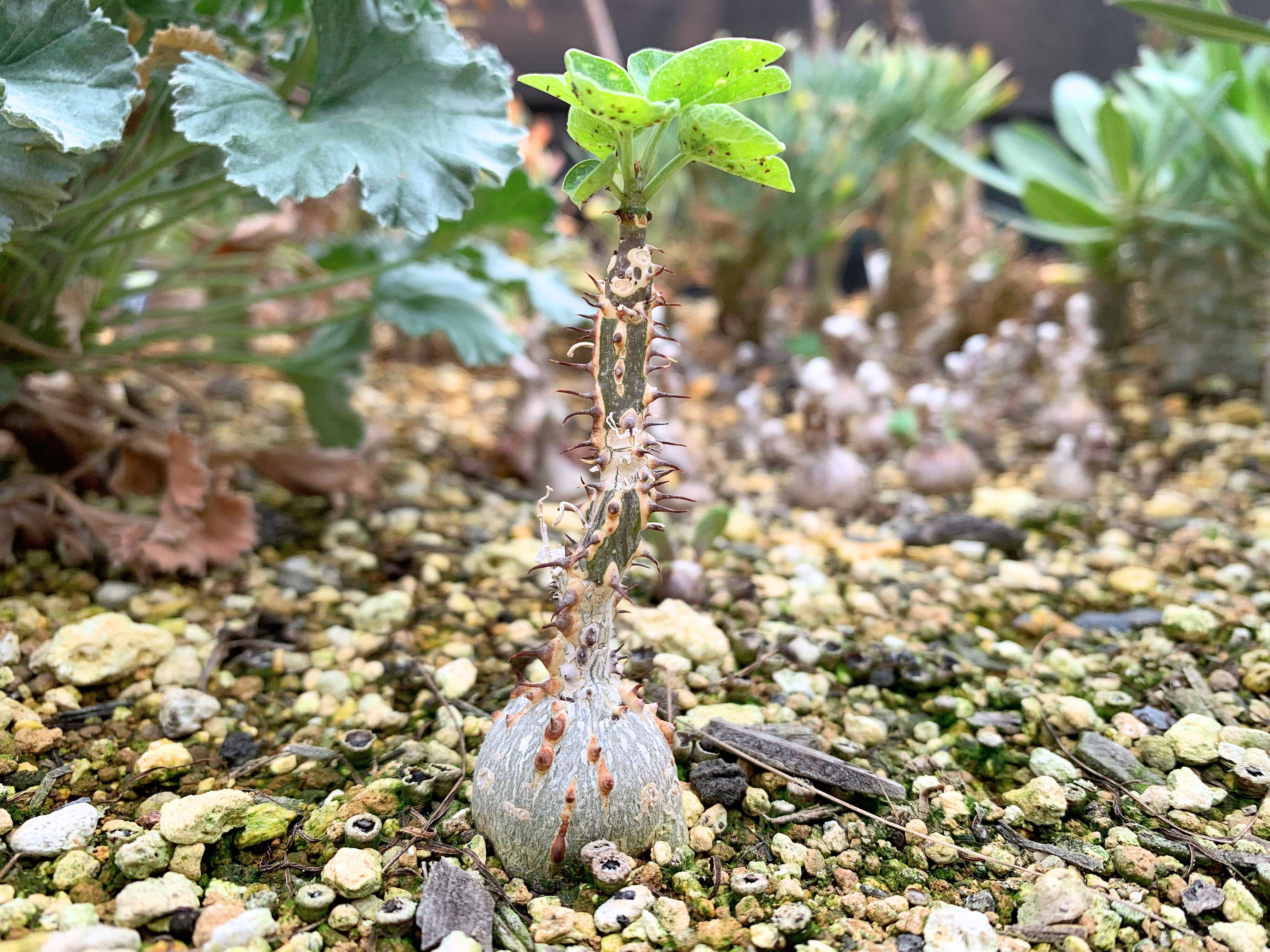 アデニア★アクレアータ アデニア・アクレアータ（Adenia aculeata）の紹介、実生記録 – ゆるぷ