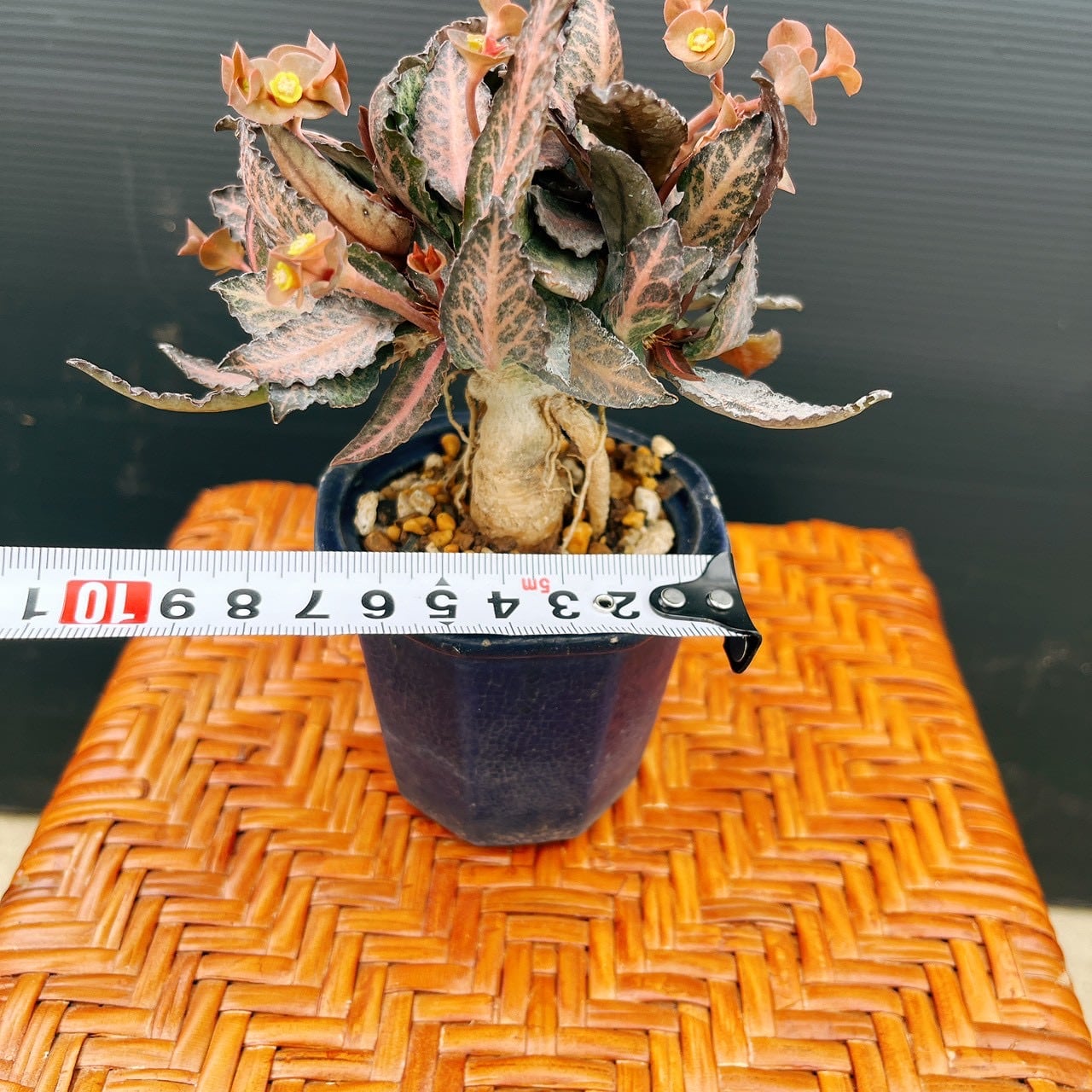 現品］【希少】ユーフォルビア フランコイシー 観葉植物 レア 多肉植物