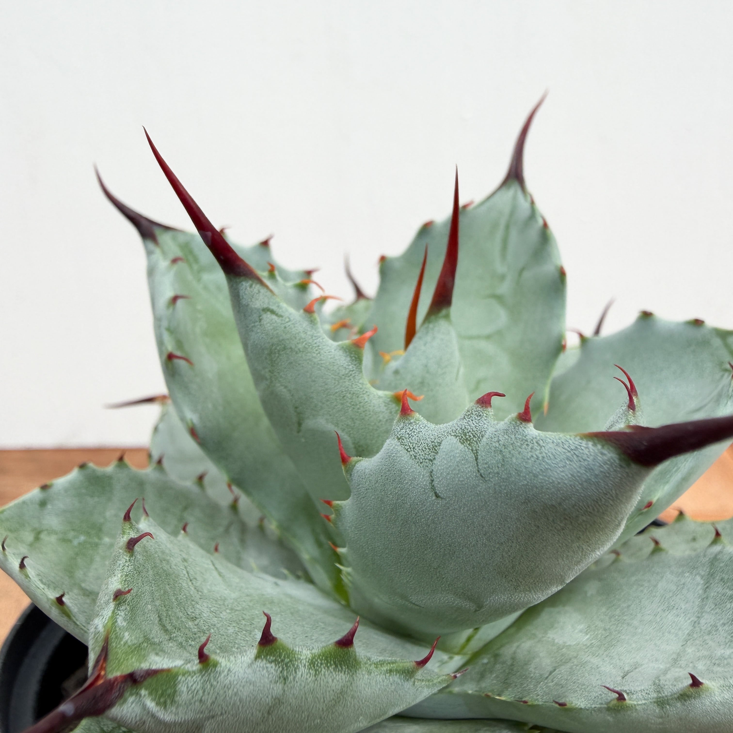 Agave potatorum × macroacantha【アガベ・八荒雷神】 | RIMO'S GREEN