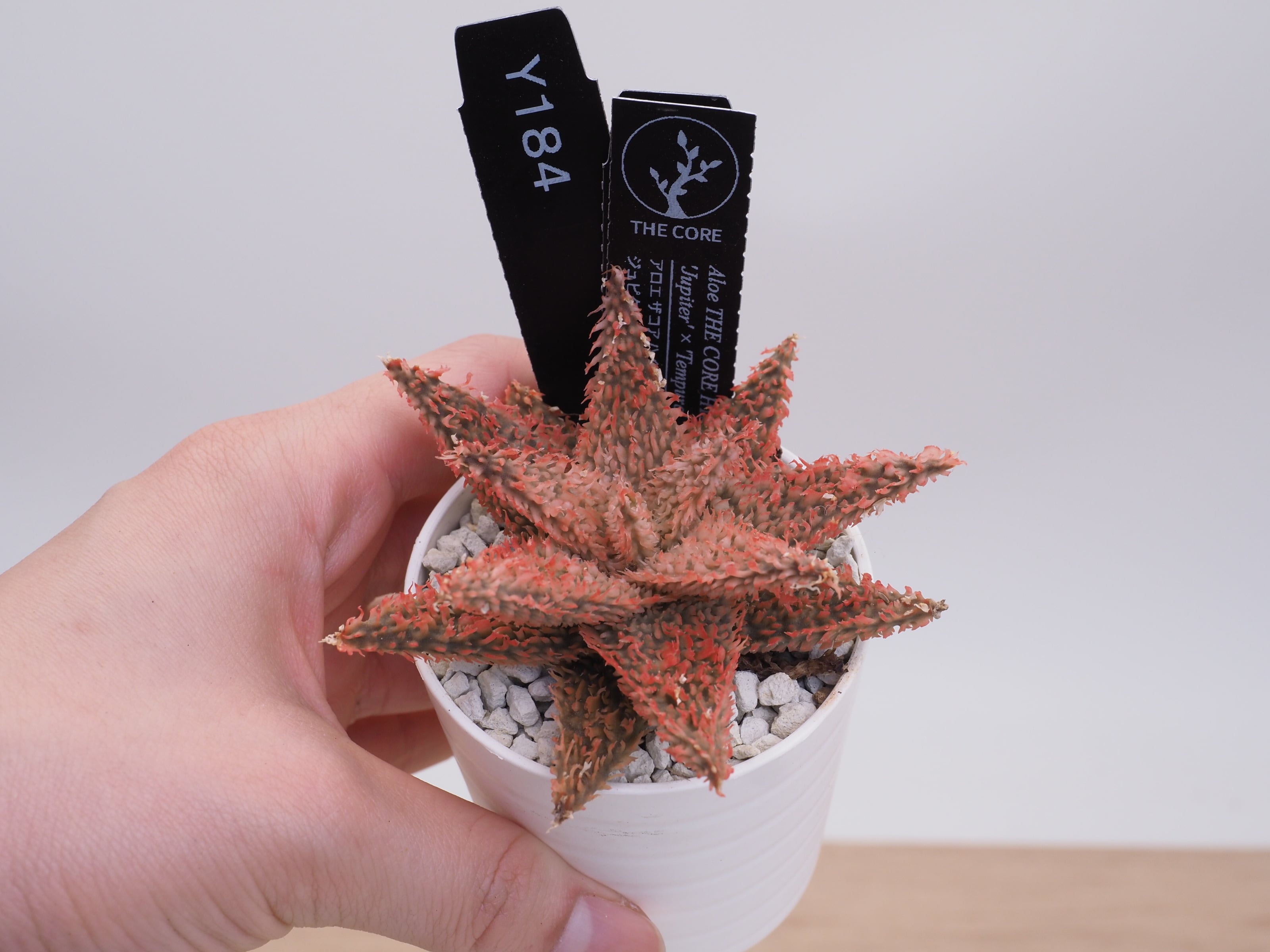 アロエ | THE CORE