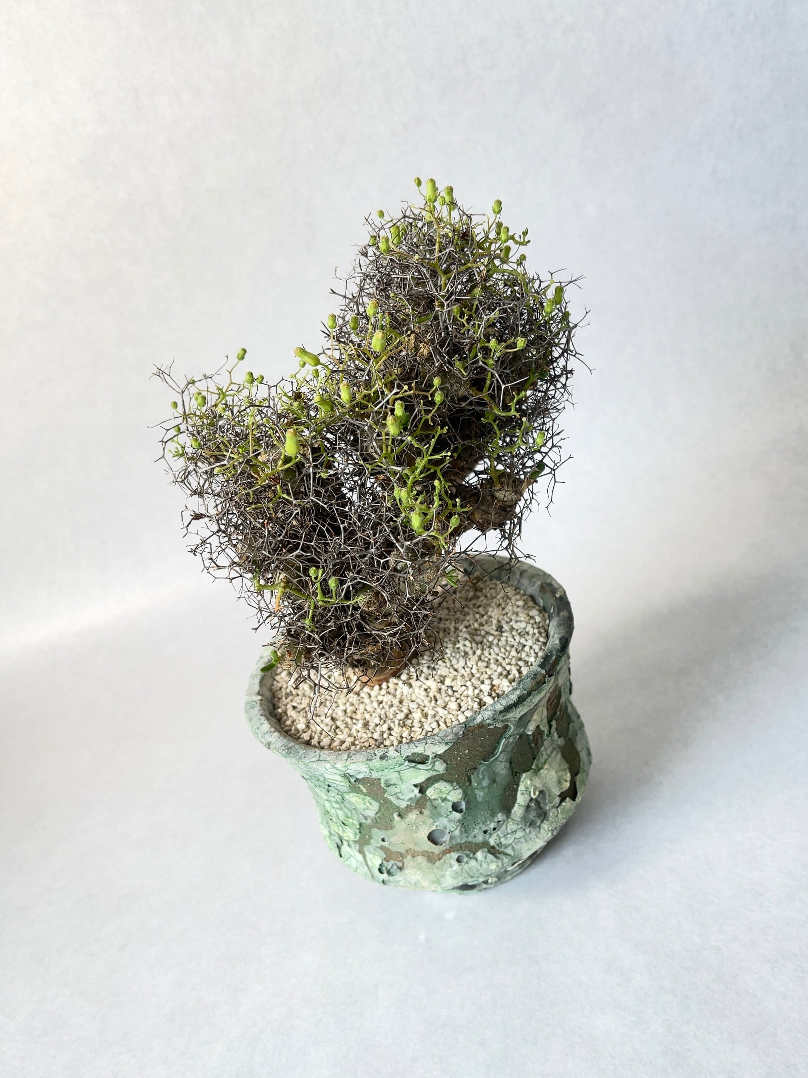 チレコドン・万物想 | trigger