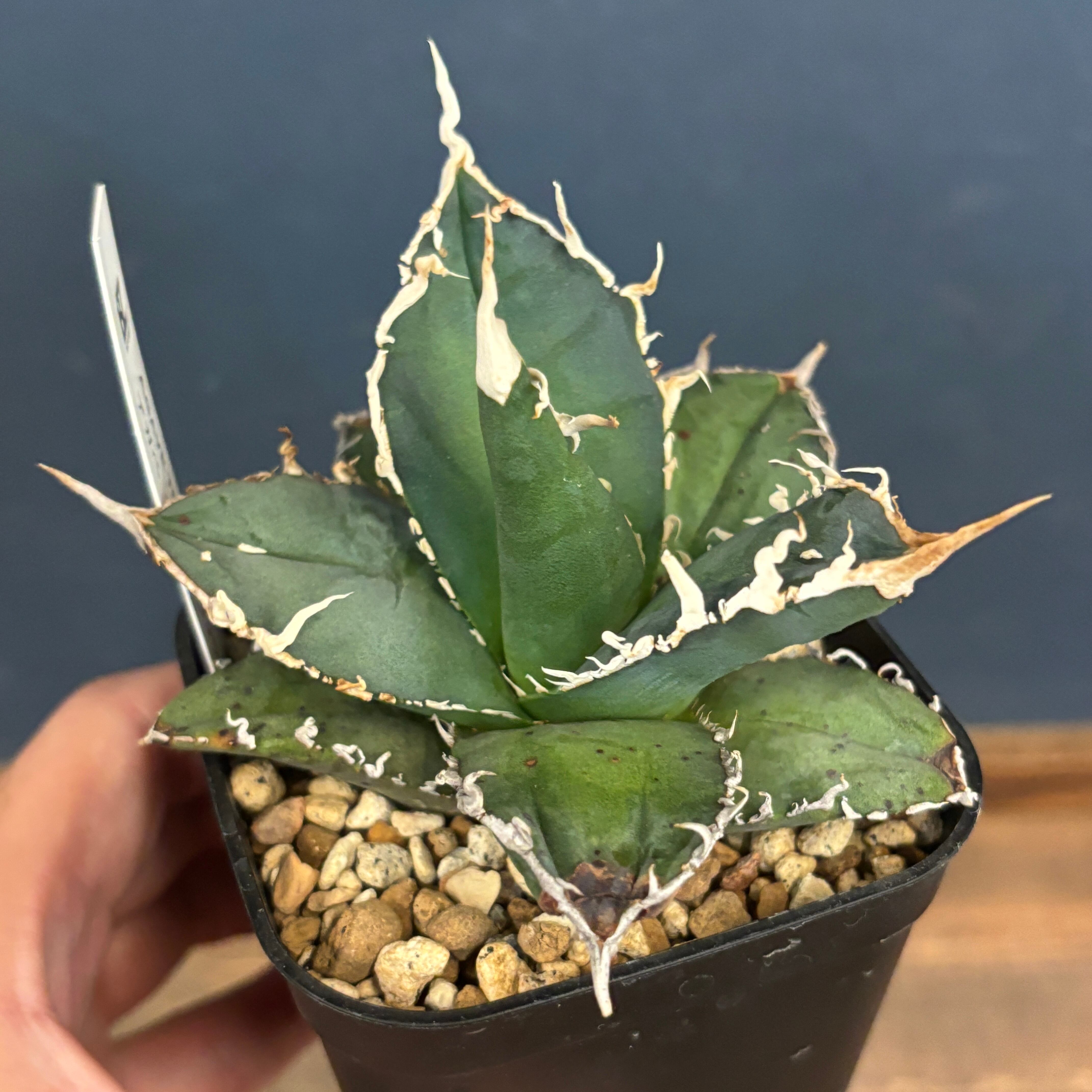 アガベ チタノタ ゴジラ【923】 | PROTOLEAF プロトリーフ