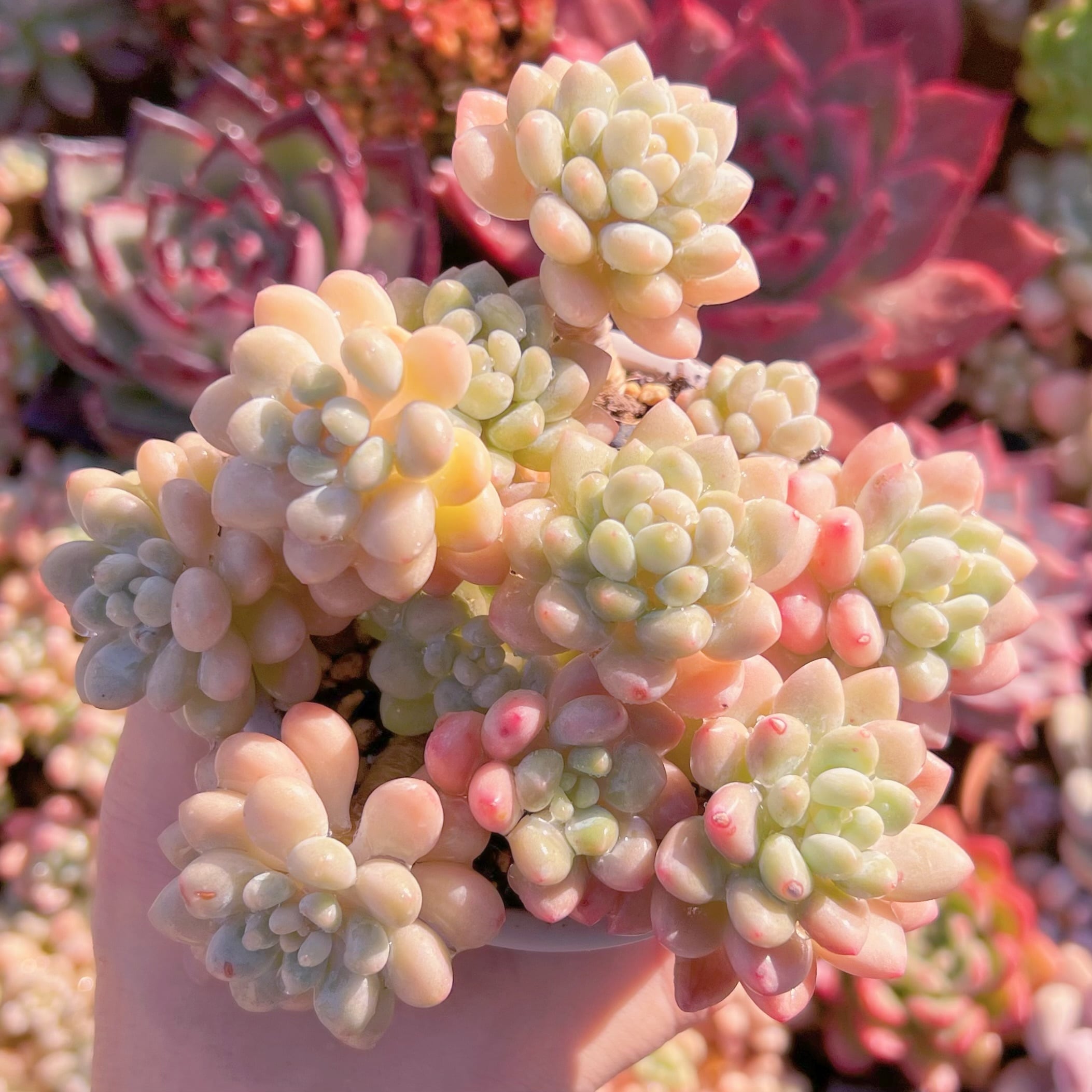 現品　ストロベリーミルク#787   るる農園