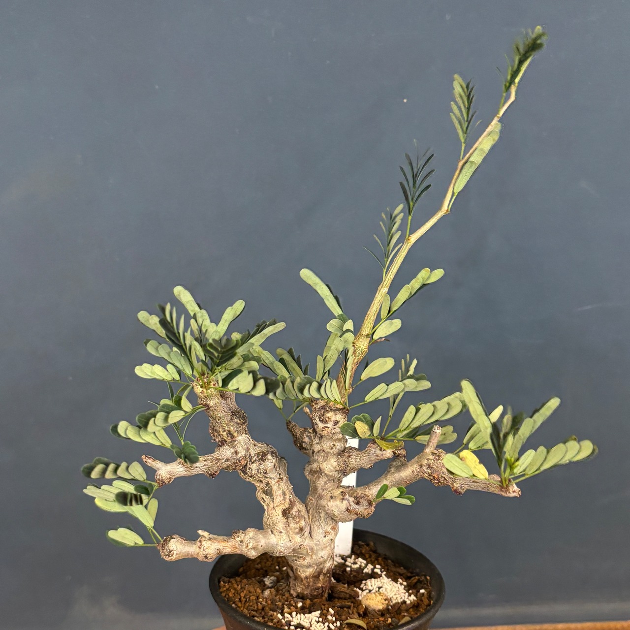 【現品】2026年 塊根植物福袋 30,000円