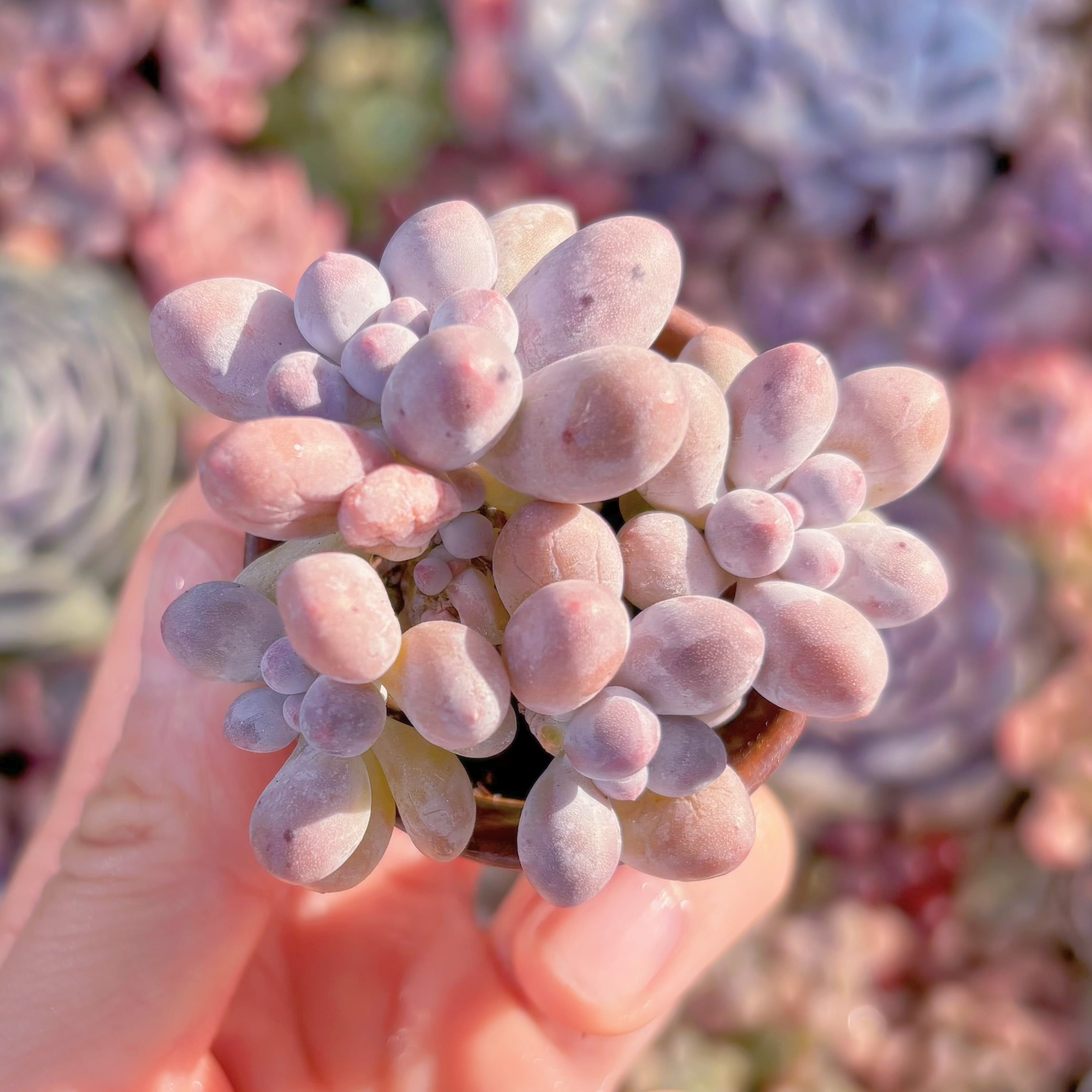 多肉植物　ミルク豆　新入荷　るる農園