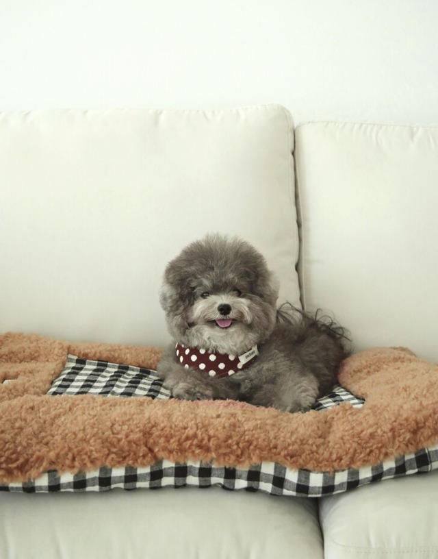 〈 予約アイテム 〉OHDIBS / dibs signature modal scarf