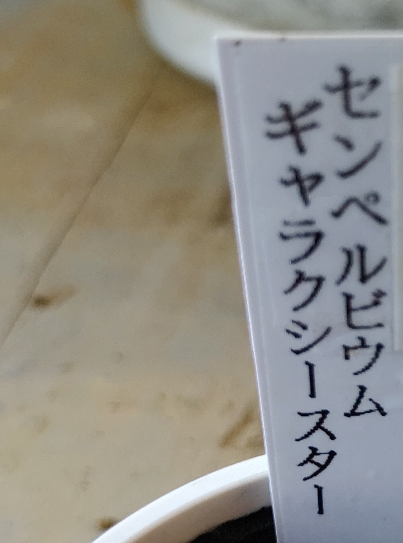 ギャラクシースター(センペルビウム) | RuPo 多肉植物専門店