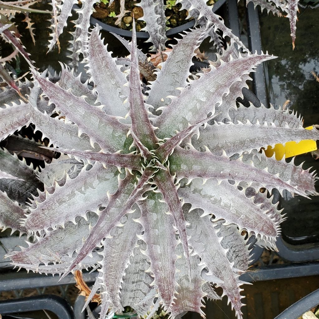 F00613_Dyckia marnier-lapostollei 'Wide Leaf New Form' Hybrid NNN