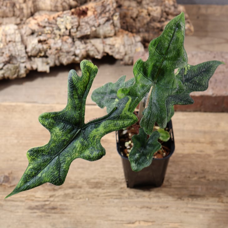 745『urban jungle アロカシア ジャックリン 斑入り』 観葉植物【送料