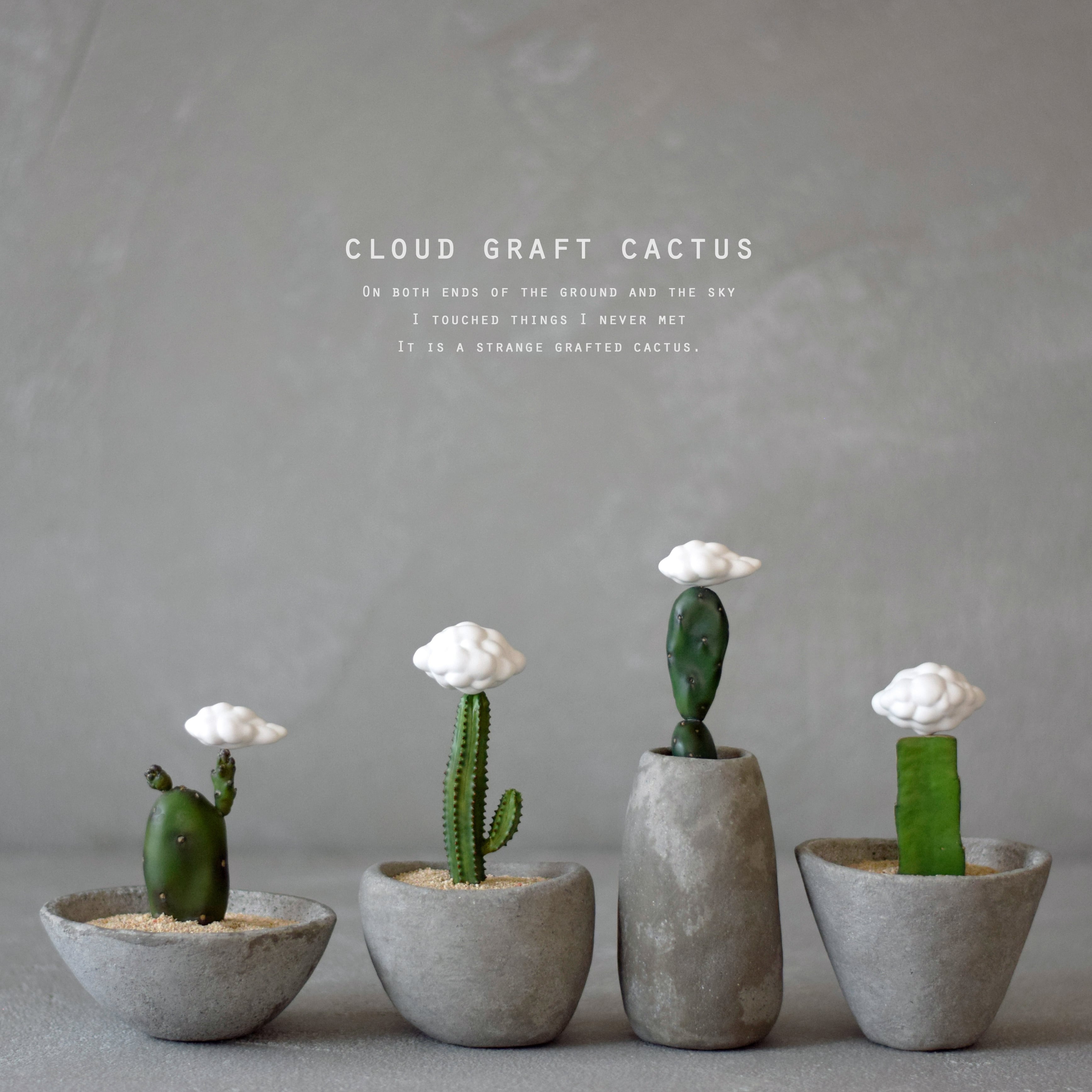 小さな雲の接木サボテン | echidna