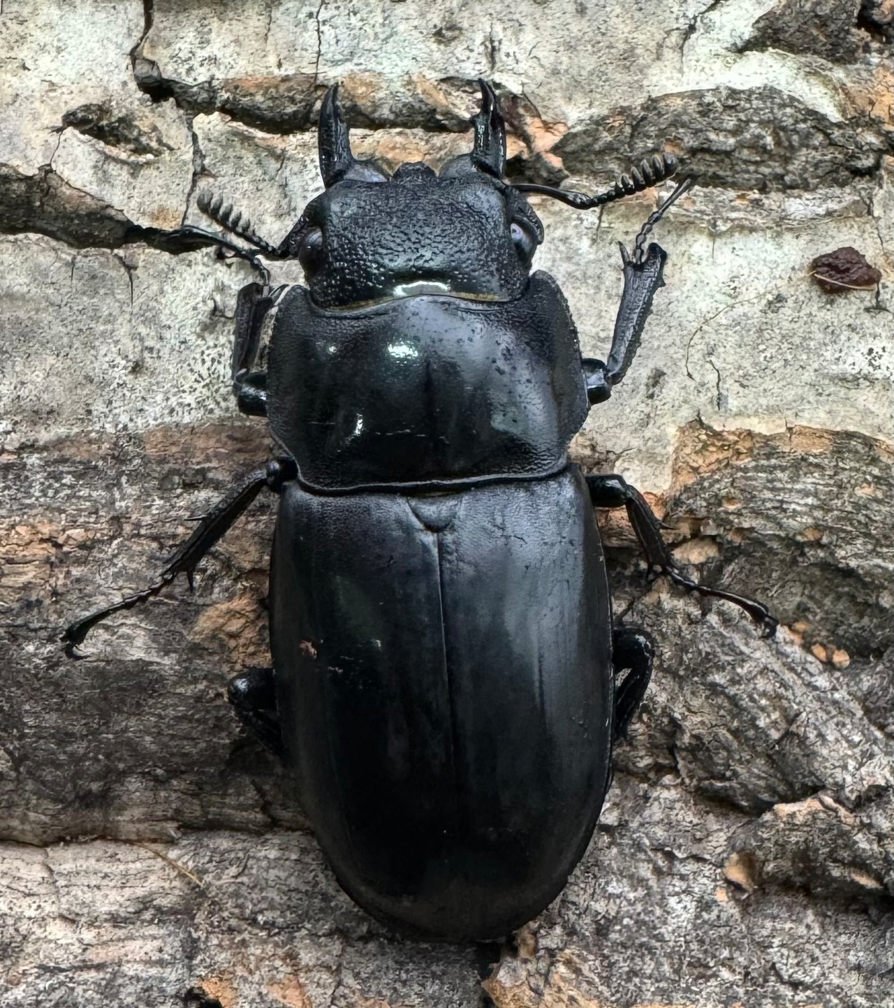 【WD】《ブケットフタマタ 73mm ペア》