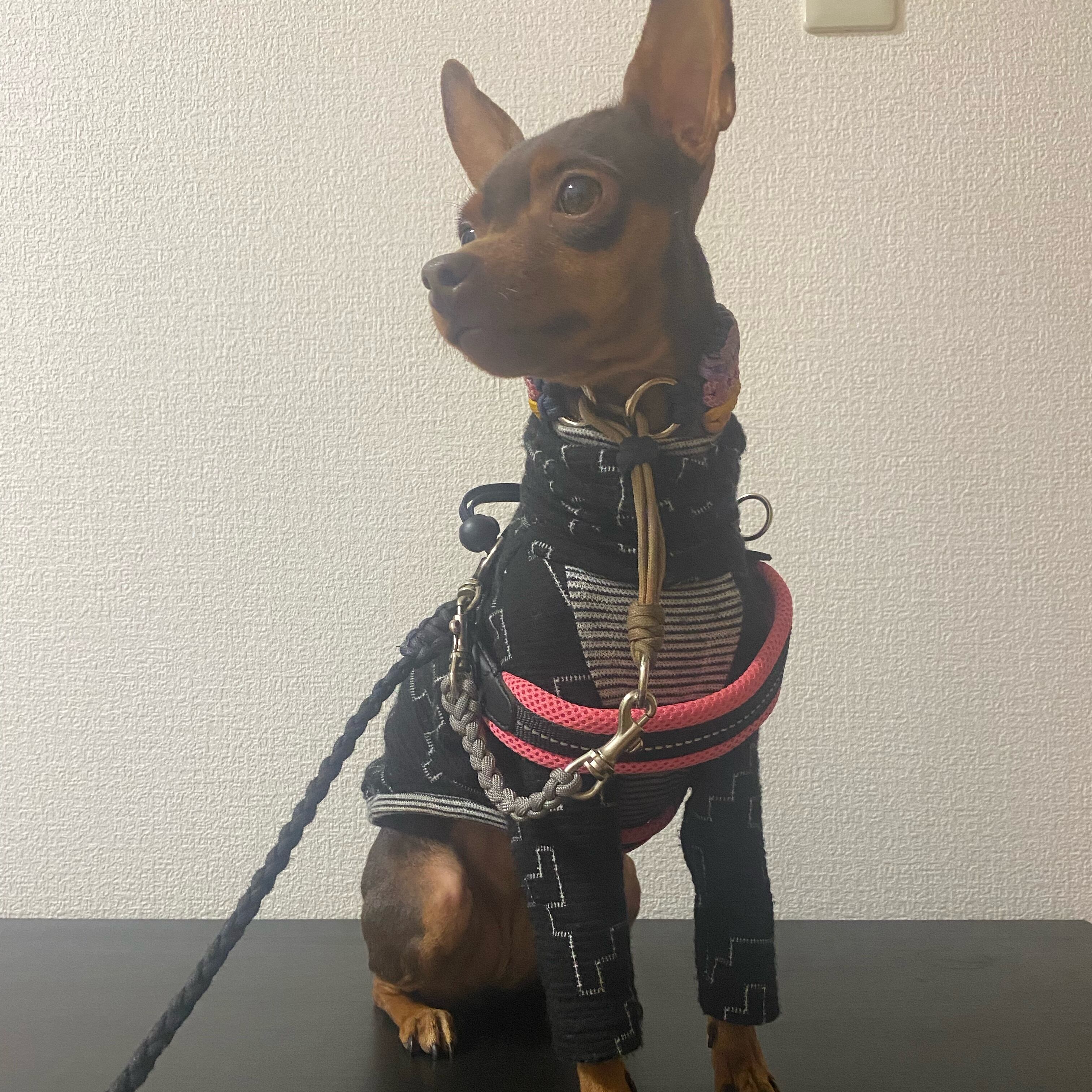 オーダー受付＊パラコード製ジョイントリード | Pay ID