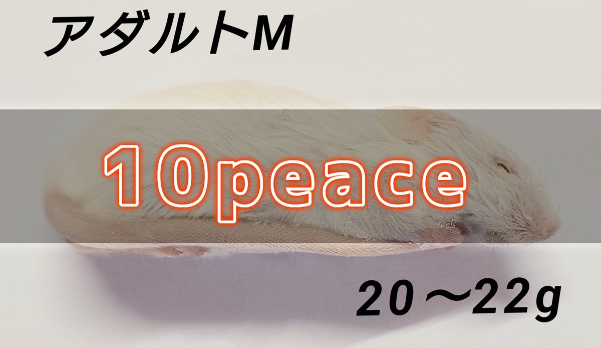 冷凍マウス アダルトM 10P | BEST RODENT ベストローデント