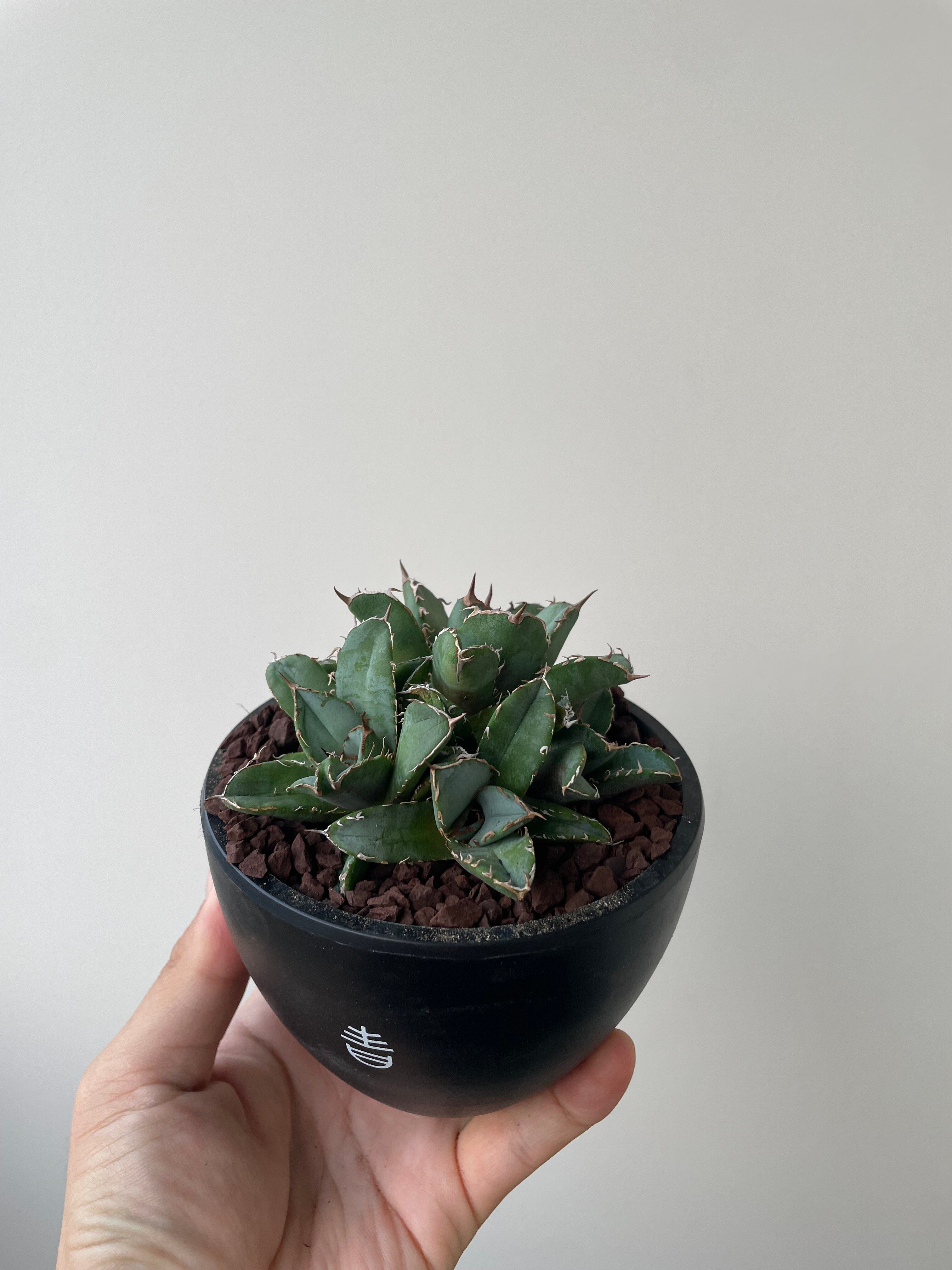 新着】Agave titanota crested【多頭になる品種の子株】アガベ