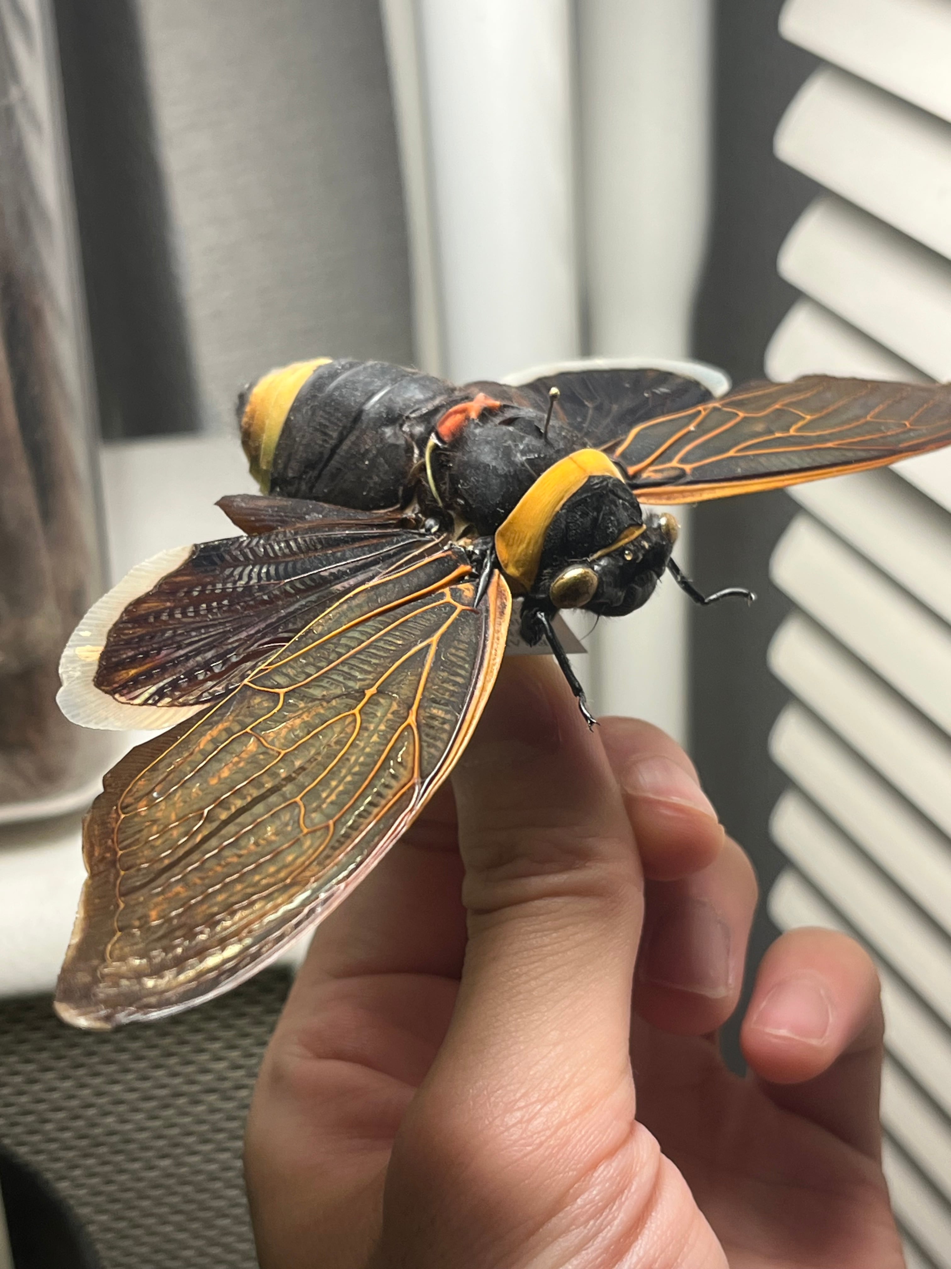 58mm】キエリアブラゼミ 蝉セミハエハチベルゼバブホークカゲロウ