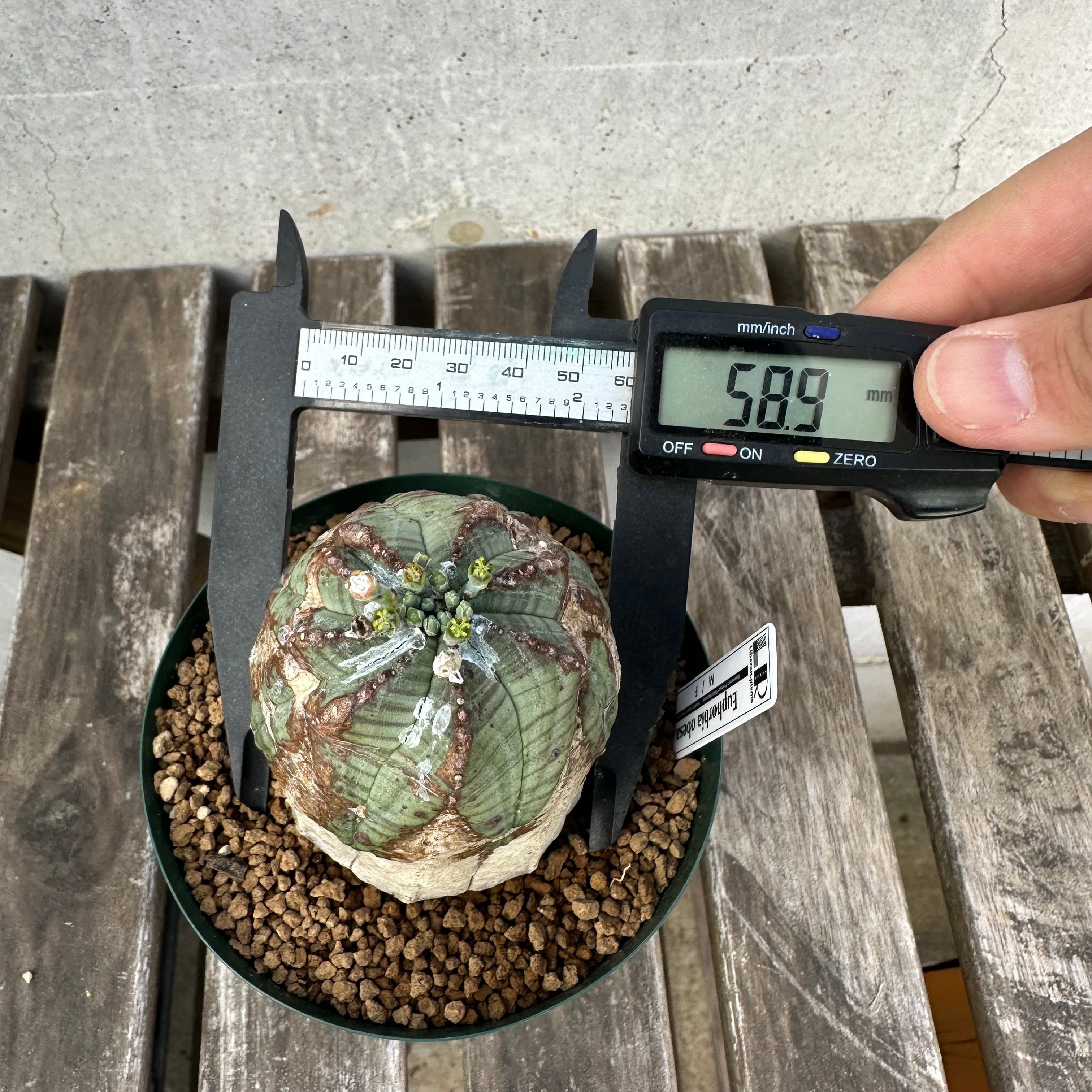 白化木質タイプ】 Euphorbia obesa ユーフォルビア オベサ