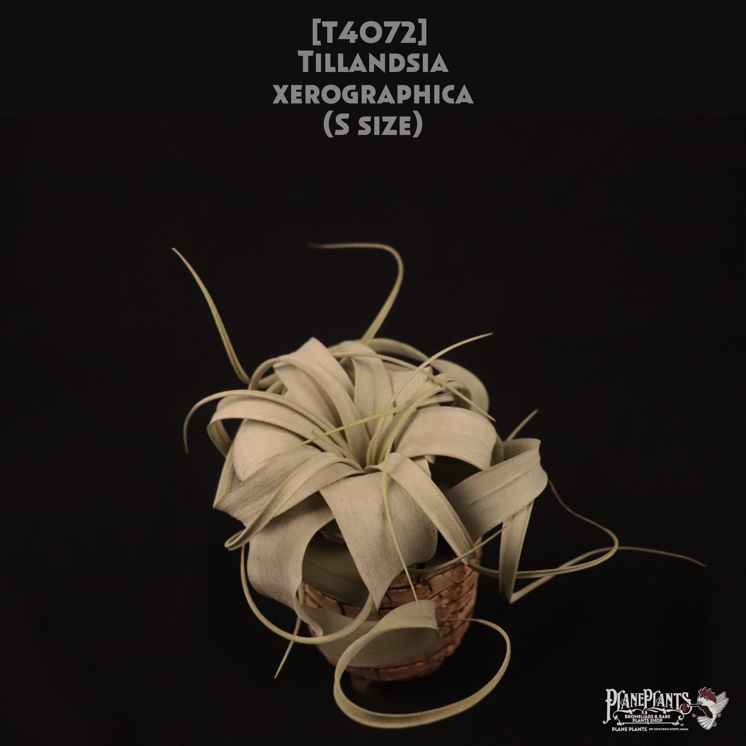 【送料無料】xerographica S〔エアプランツ〕現品発送T4072