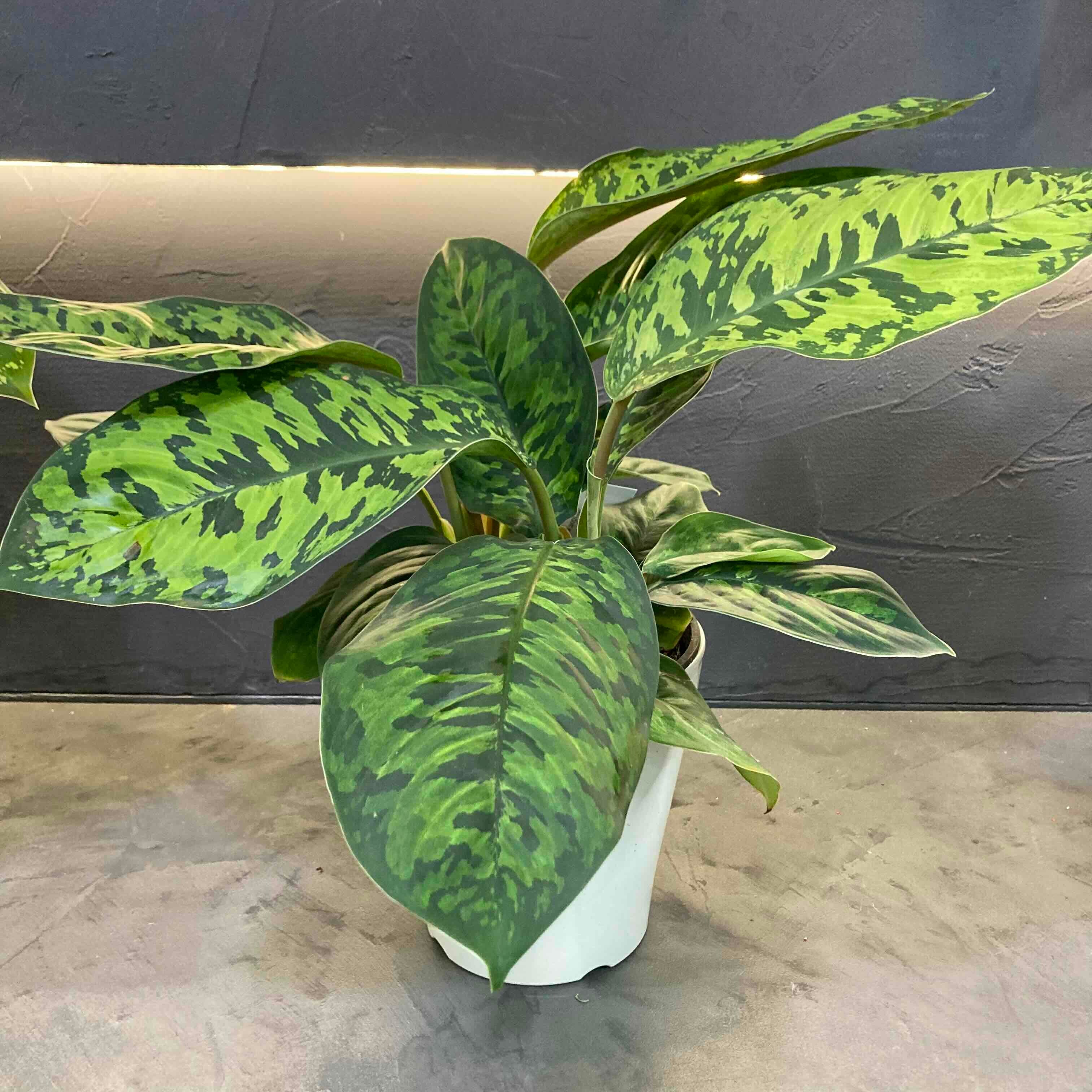 ホマロメナ・ワリシー”カモフラージュ”