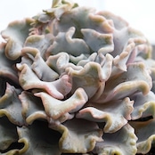 カット苗 クリスペイトビューティ 超大型 Echeveria 'Crispate Beauty'