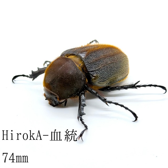 74㎜ / 成虫 / メス / 未後食 / ヘラクレスオオカブト
