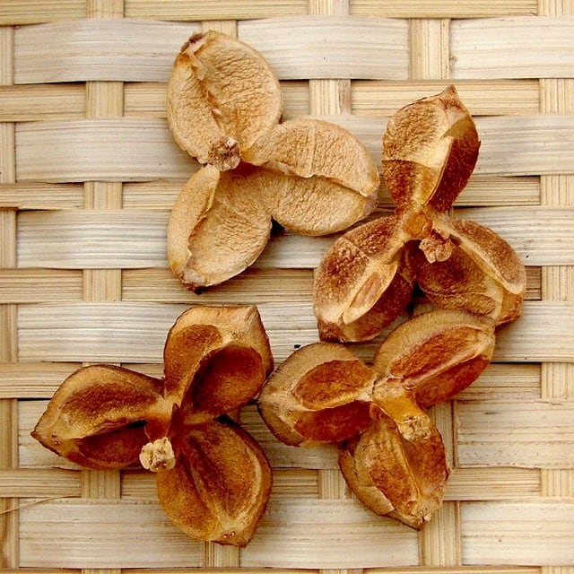 ツバキの殻 小・中 4個 | 木の実通販の shop.木の実