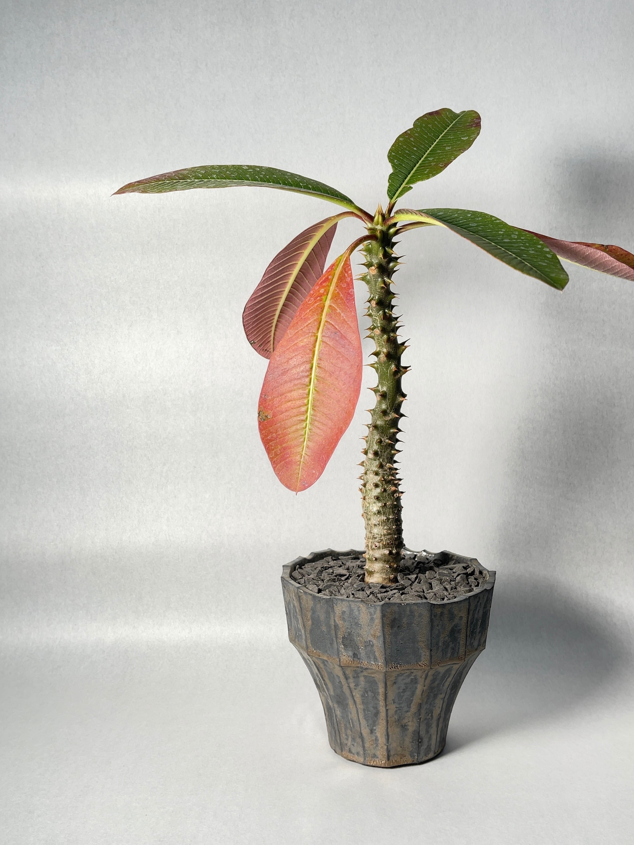 パキポディウム・バロニー | trigger