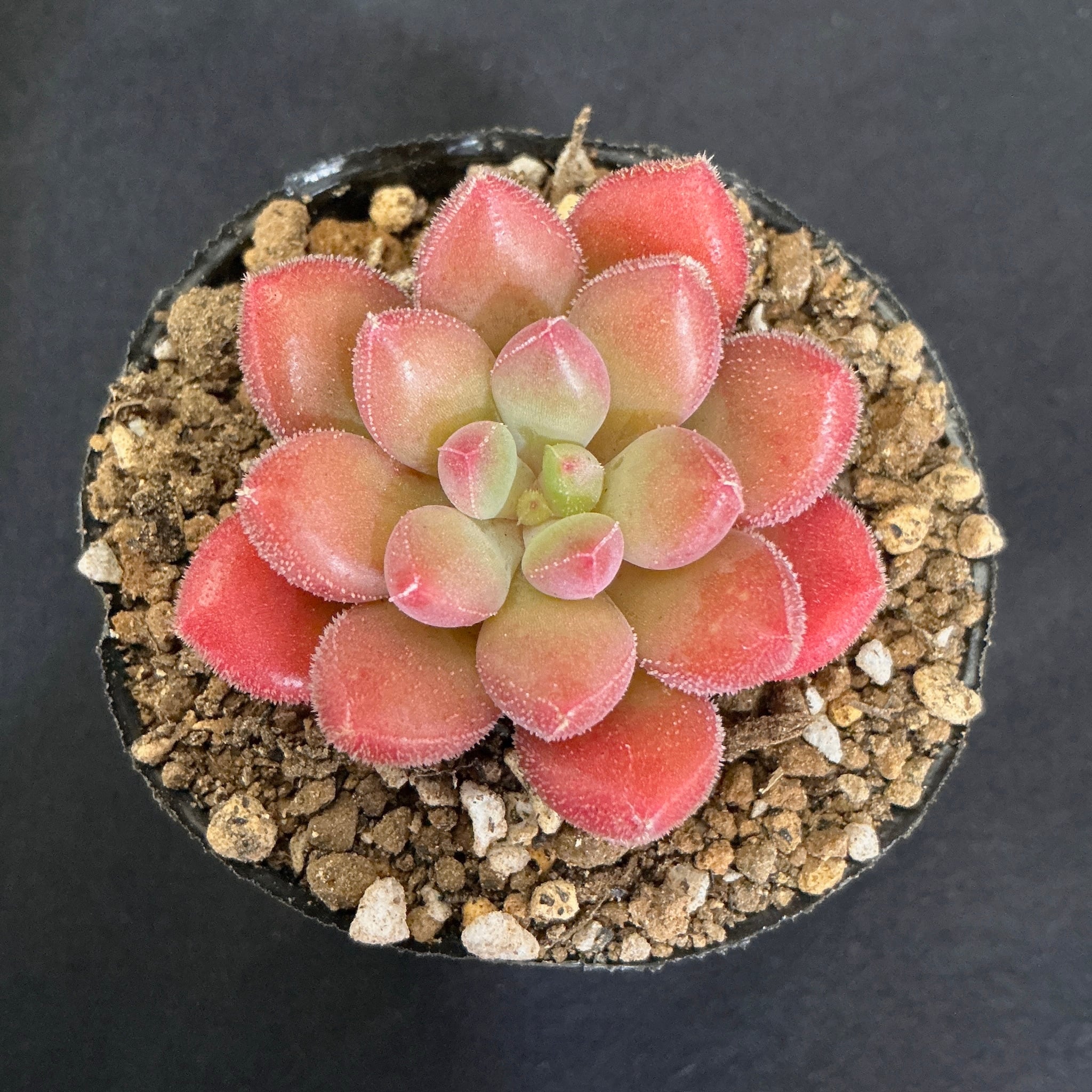 多肉アン命名 玉響（たまゆら）② | 多肉アン