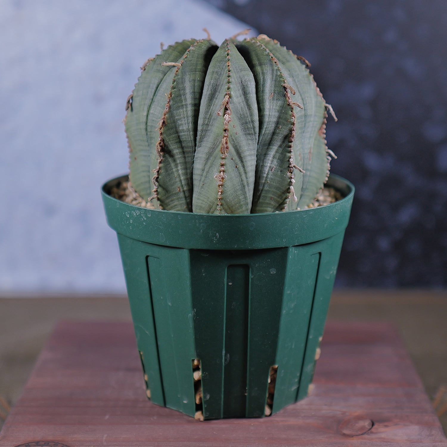 超大株 9.2cm まん丸 良型 オベサ / ユーフォルビア | LIGHTHOUSE