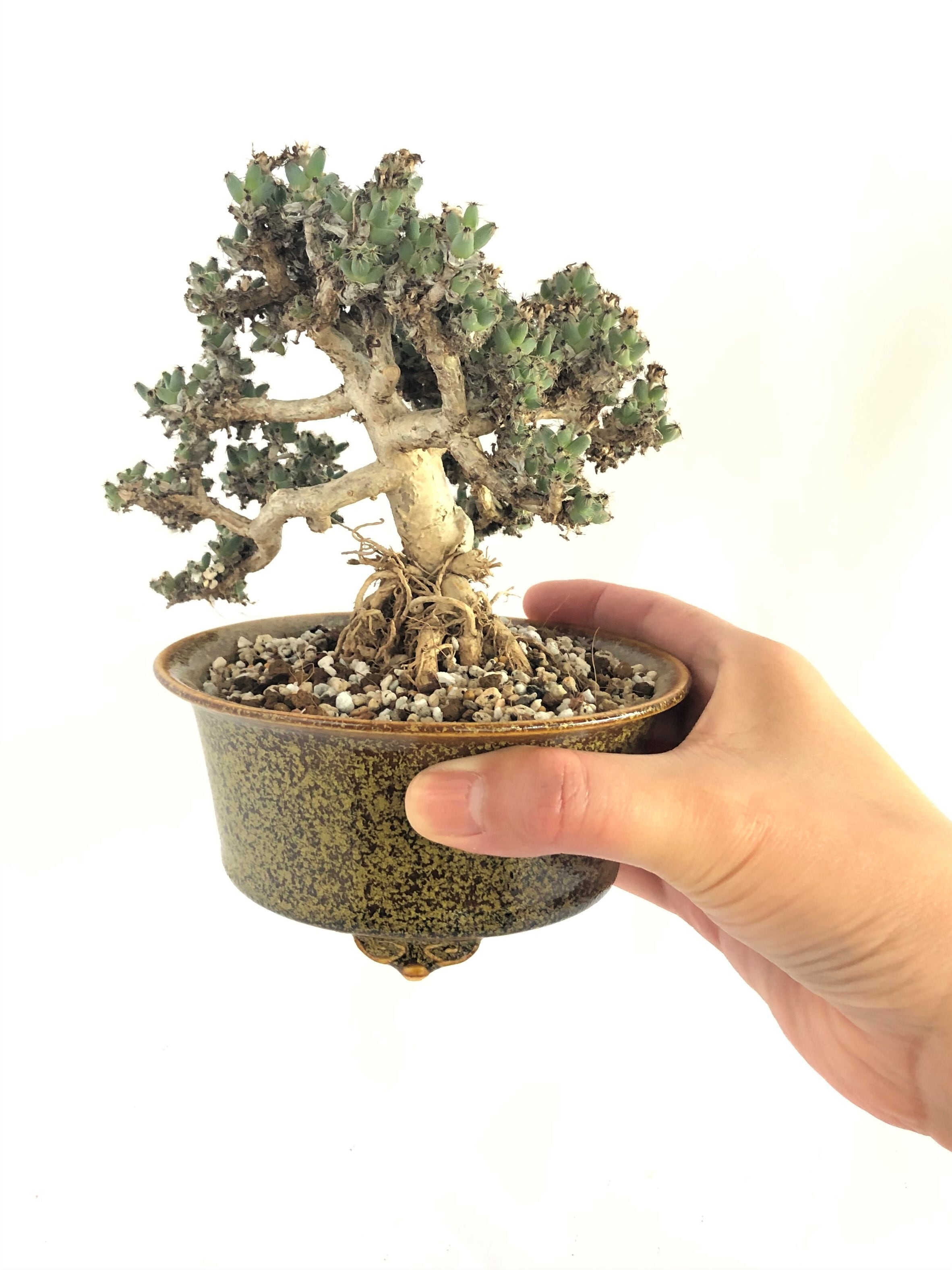 Trichodiadema densum　トリコディアデマ　デンサム　紫晃星　鉢セット　多肉盆栽 | plants MARU ー  多肉植物・サボテン・園芸グッズのお店 ー powered by BASE