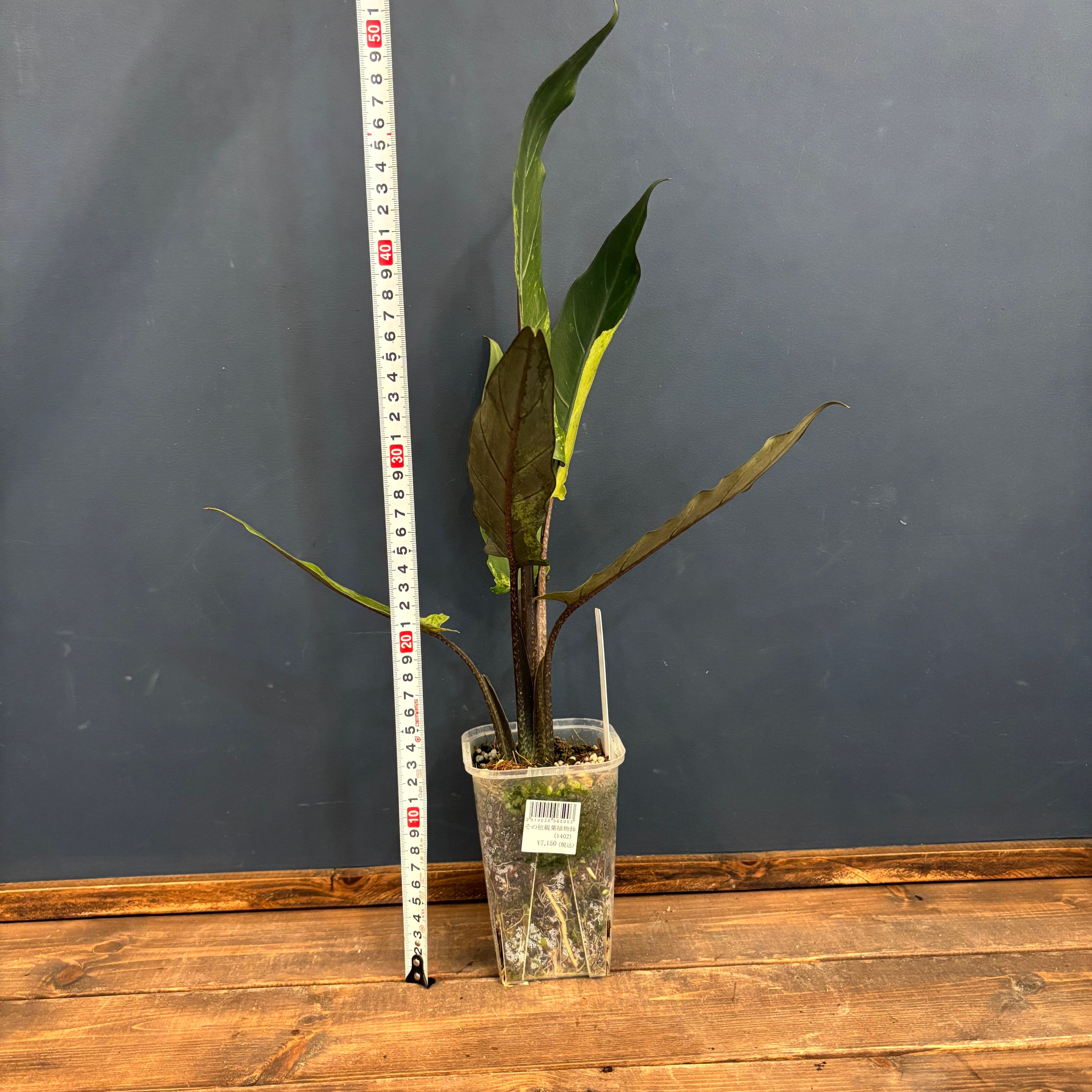 アロカシアラウテルバキアナバリガーター 楽天市場】PLANCHU 観葉植物 アロカシア ラウテルバキアナ 4号鉢