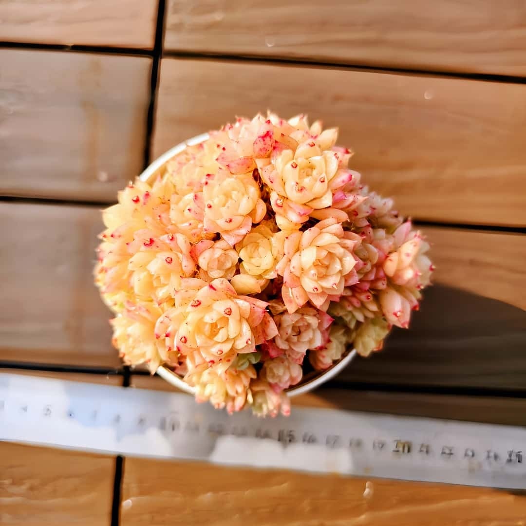 農園直売 多肉植物 寄せ植え エケベリア属 オレンジギンチャク（群