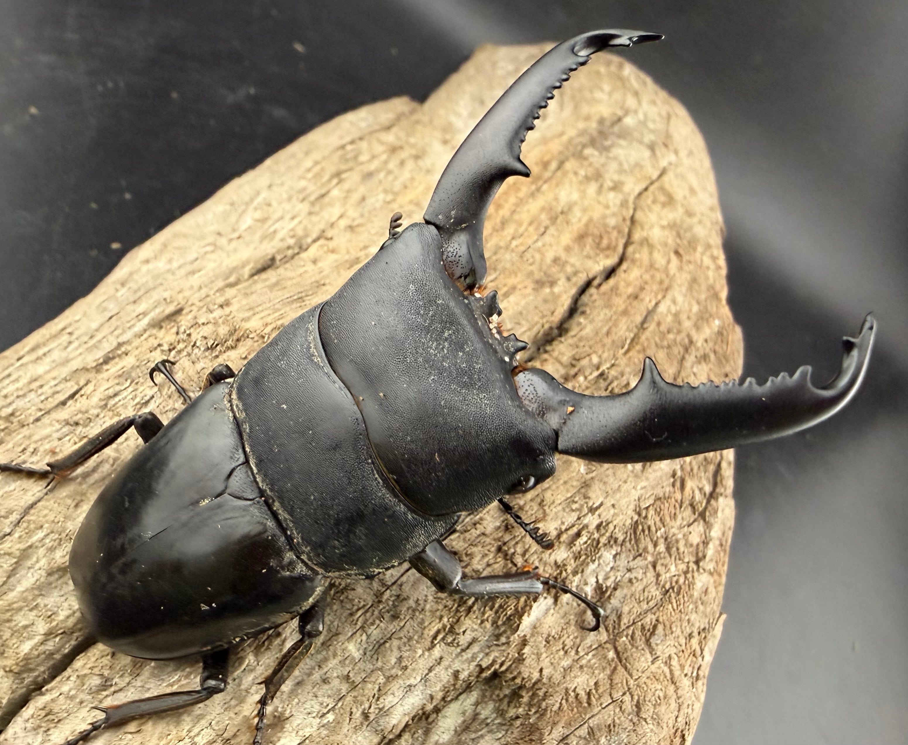 WD】《ミンダナオヒラタ キダパワン産 85.5mm ペア》 | KPW公式