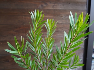 【現物】リューカデンドロン ”Inca Gold”