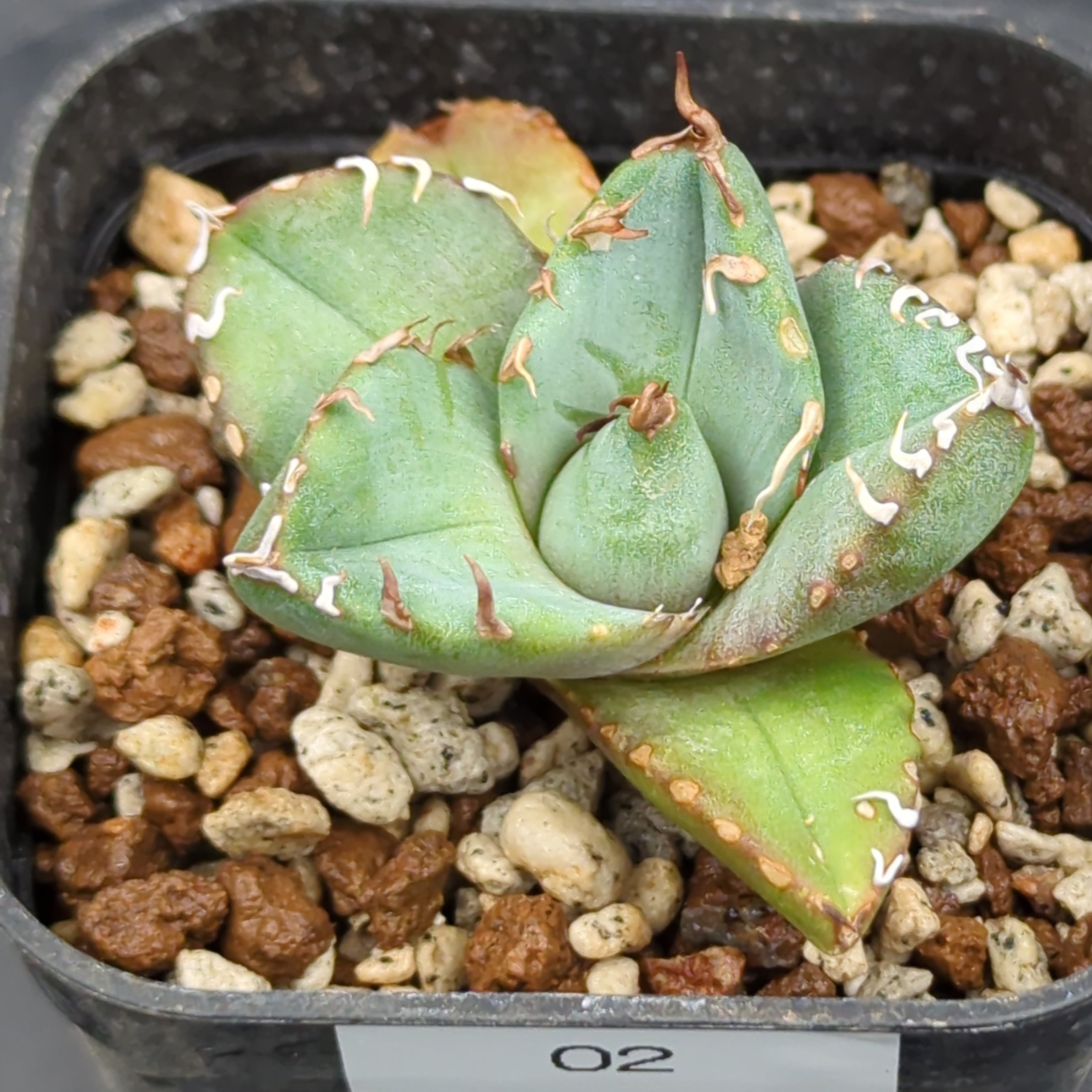 特選抜 魔丸 アガベ チタノタ 親株 レア品種 特選抜 魔丸 アガベ チタノタ 親株 レア品種