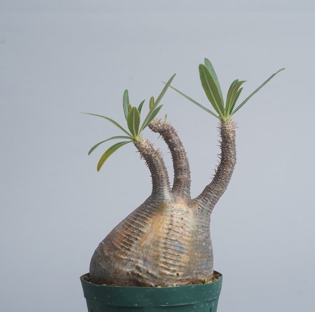 パキポディウム グラキリス no. 15〈発根済み〉