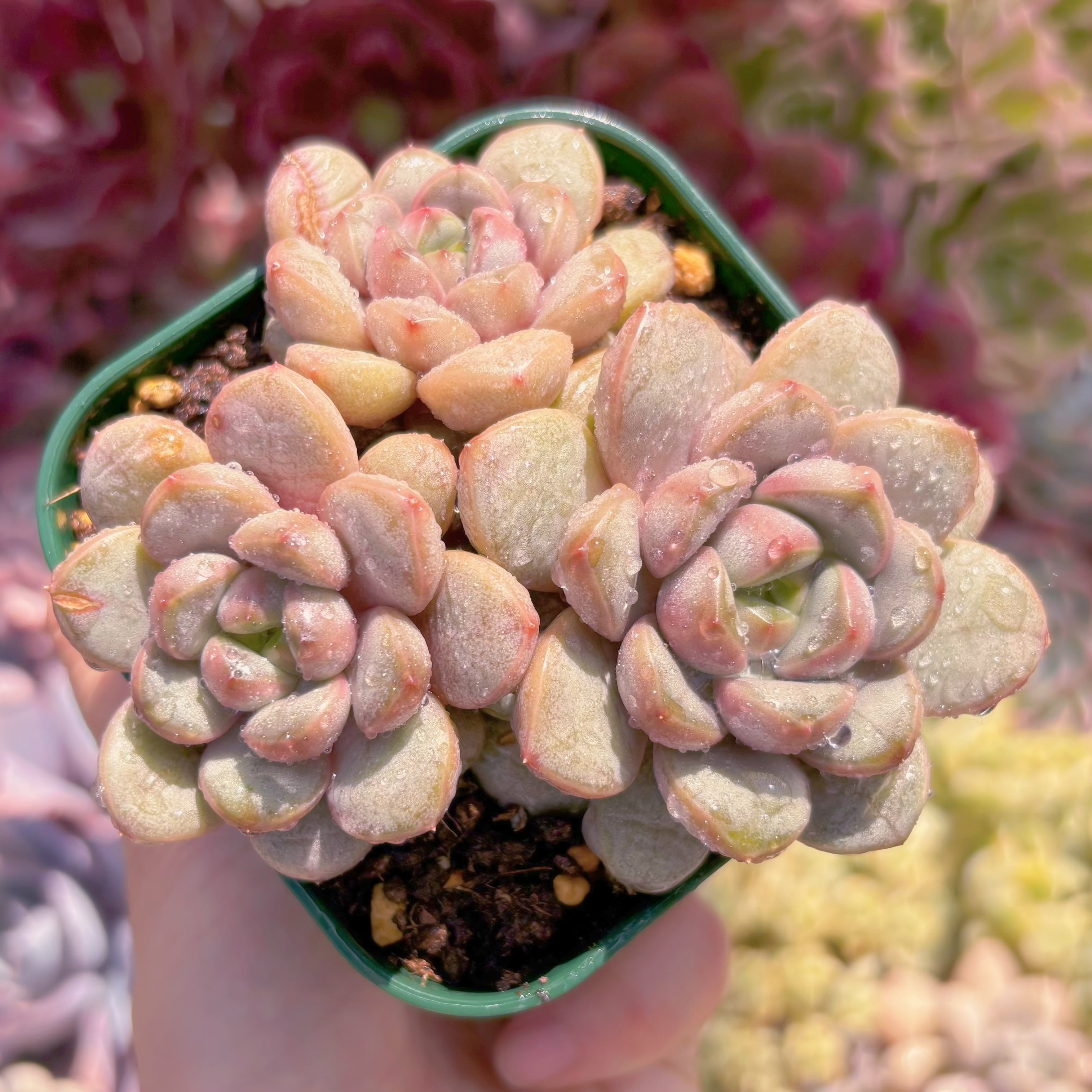 現品　ブドウ#2001　群生　新入荷