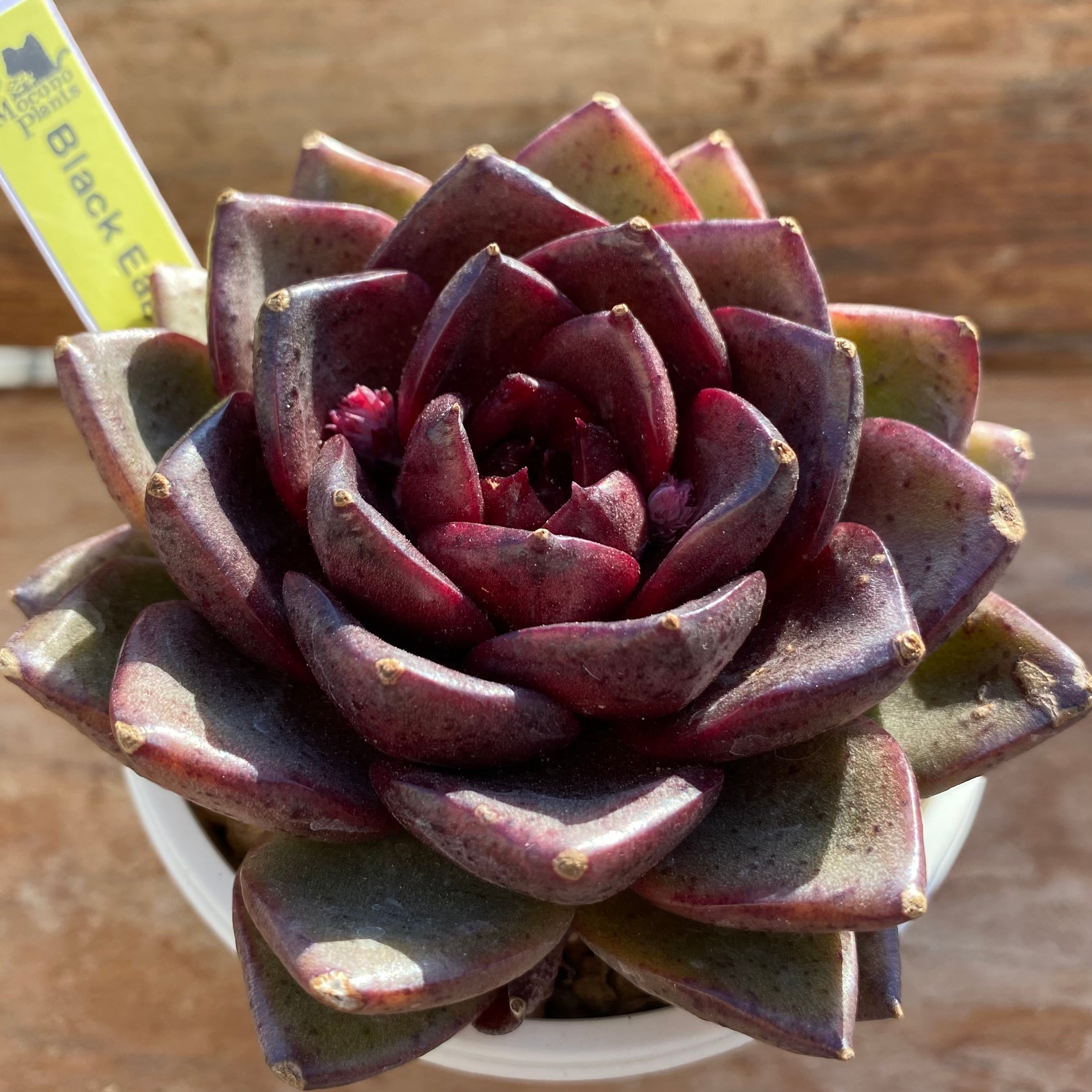 ハオルチア B型コンプトミュータント錦② | mocono_plants