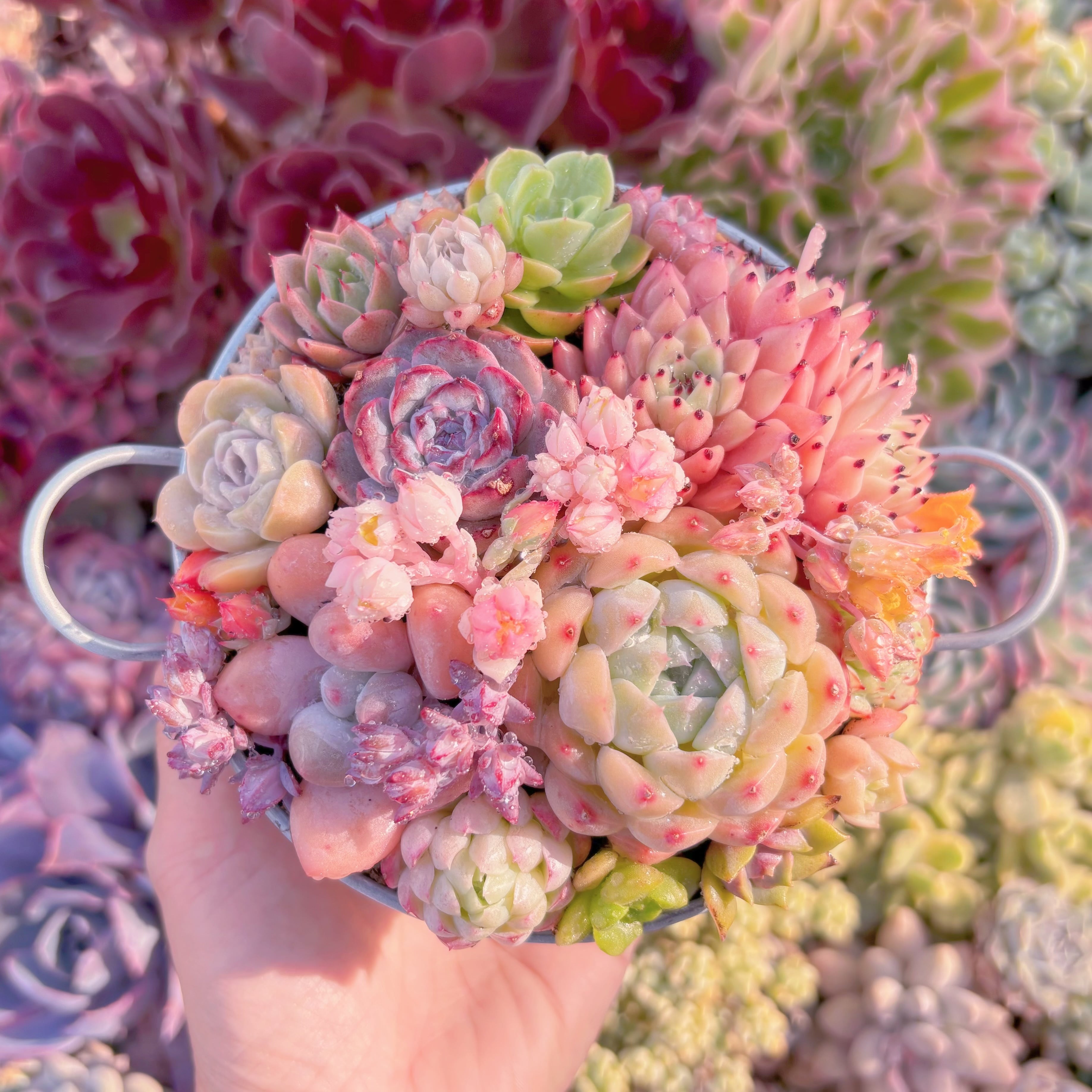 現品　寄せ植えセット#C10　るる農園